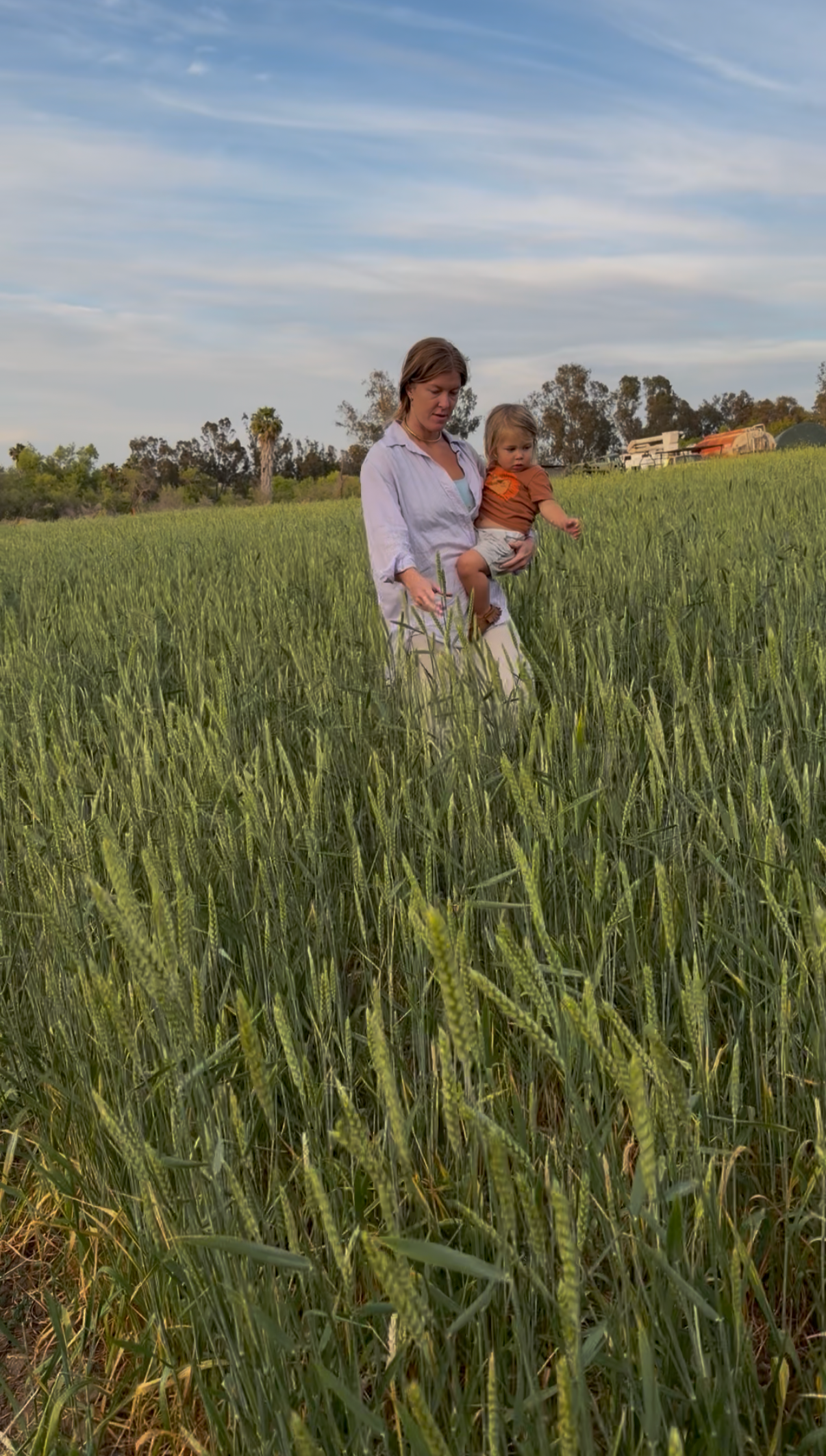 Staff of Life Wheat. San Diego, California. Farmer, Miller and Baker working with the community to provide locally grown, locally milled. A woman holding a young child while walking through a green wheat field during late afternoon or early evening.