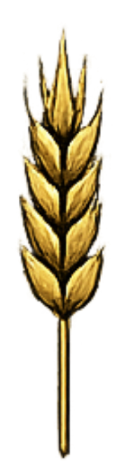 Golden wheat stalk with multiple grains.  Staff of Life Wheat. San Diego, California. Farmer, Miller and Baker working with the community to provide locally grown, locally milled, locally baked wheat.
