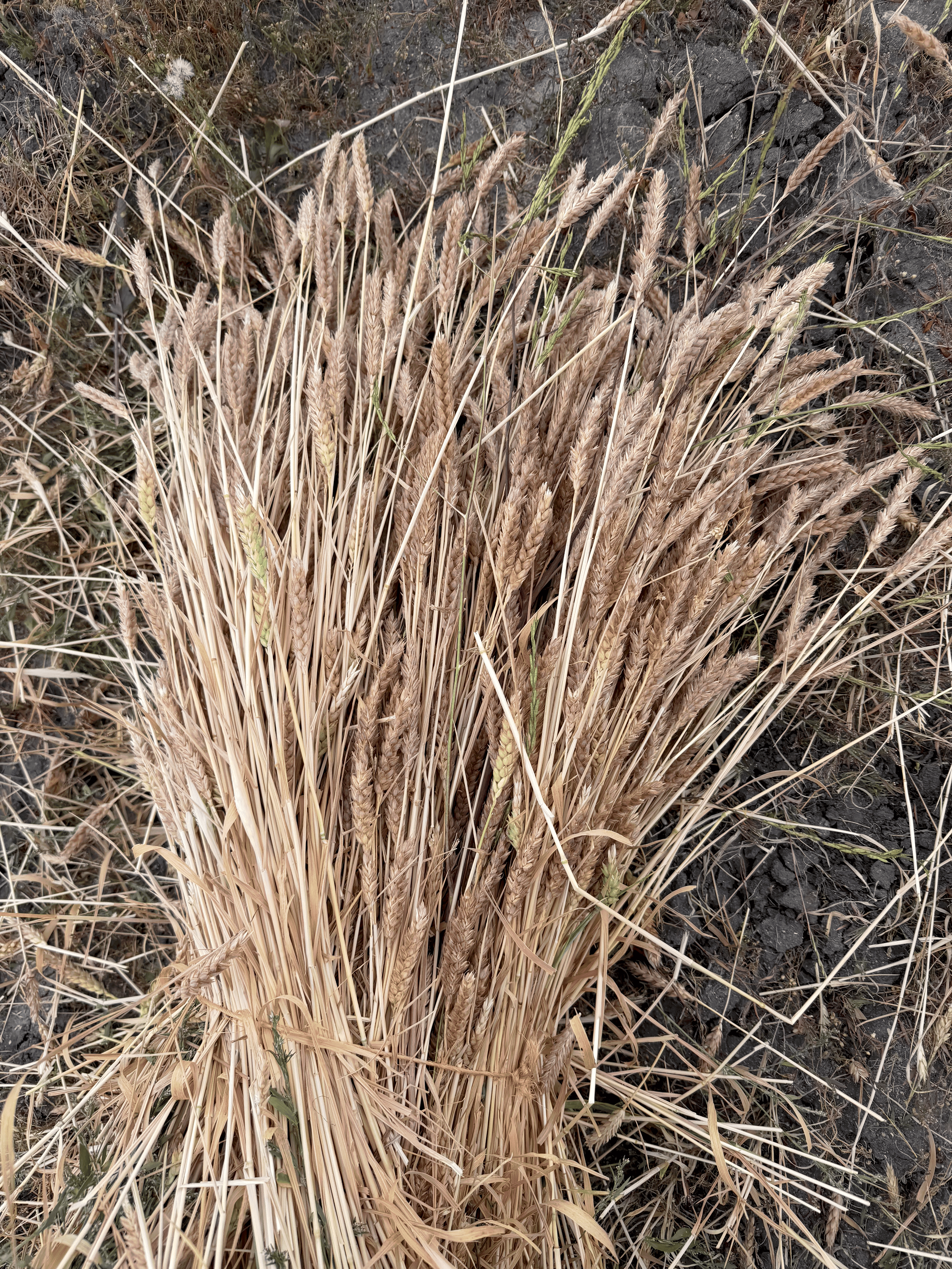 Staff of Life Wheat. San Diego, California. Farmer, Miller and Baker working with the community to provide locally grown, locally milled, locally baked wheat. Dry, beige wheat stalks on dark soil with some green grass.
