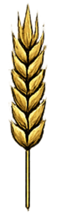 Golden wheat stalk with grains.  Staff of Life Wheat. San Diego, California. Farmer, Miller and Baker working with the community to provide locally grown, locally milled, locally baked wheat.