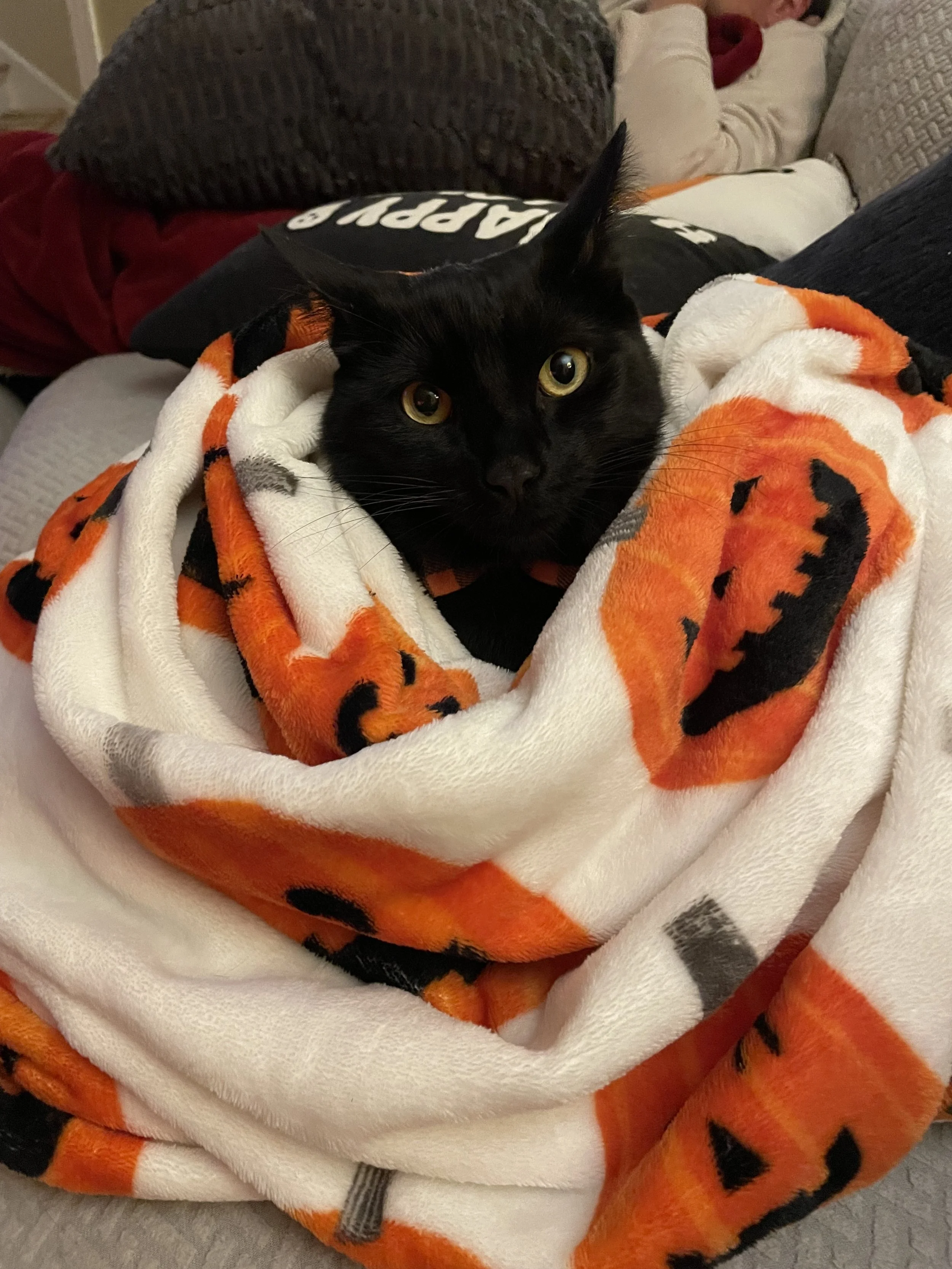 A black cat with yellow eyes wrapped in a Halloween-themed fleece blanket with orange and black jack-o'-lantern faces.