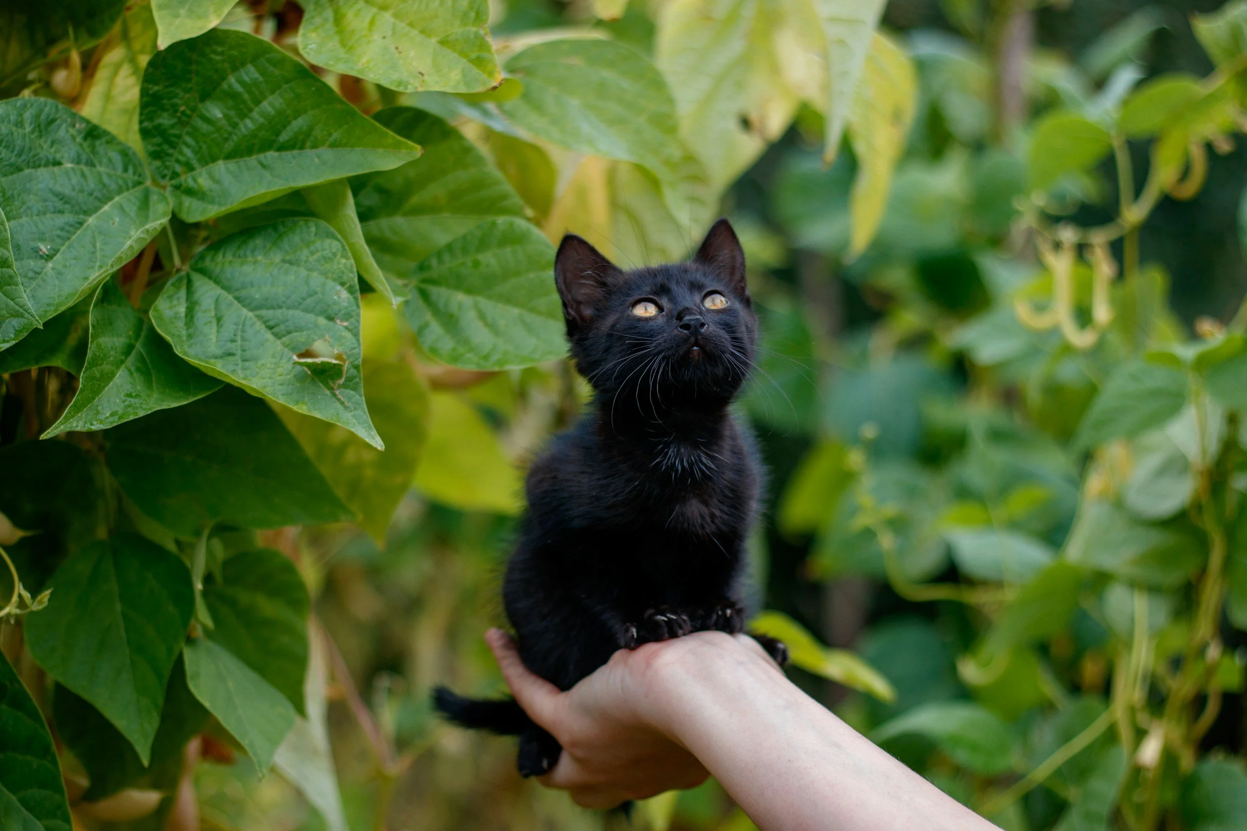 A black kitten being held by a hand in front of green leafy plants.