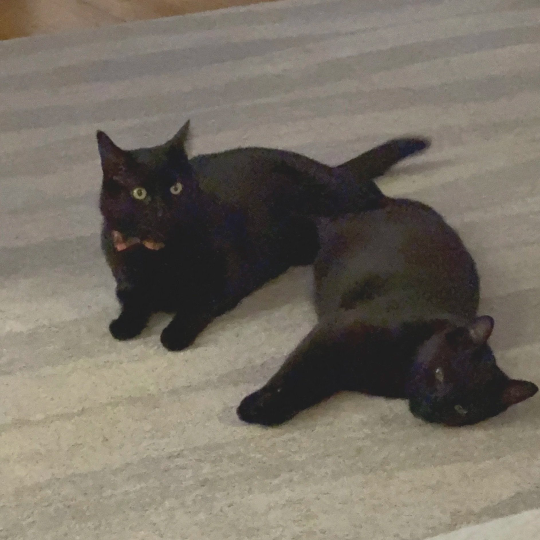 A black cat with yellow eyes lying on a carpeted floor, looking towards the camera with tongue slightly out.