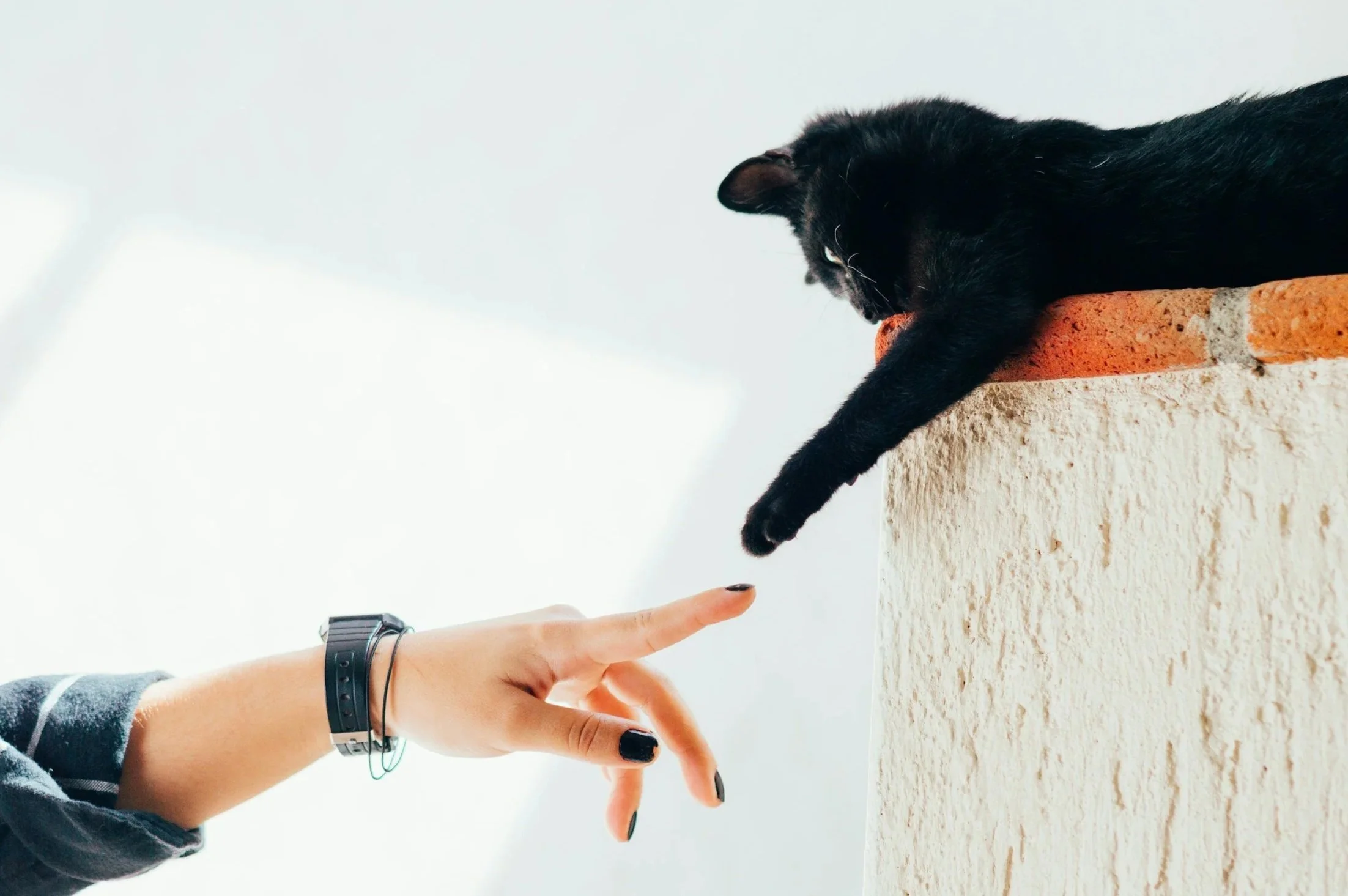 A black cat reaching out with its paw towards a person's finger, which is extended from their hand and touching the cat's paw. The background is cloudy sky, and there's a wall with exposed brick.