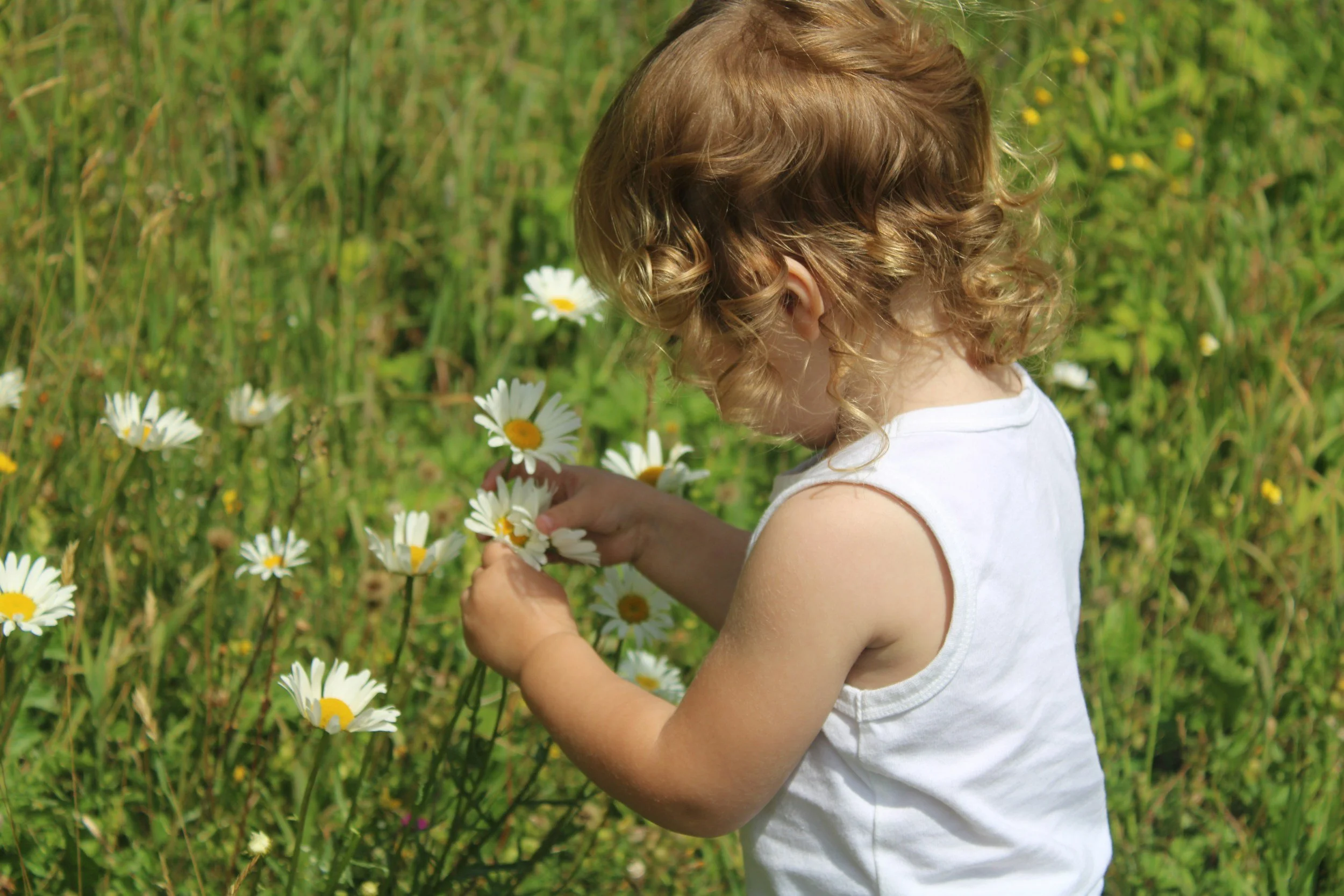 Jeune enfant aux cheveux bouclés rousse portant un t-shirt blanc, recueillant des marguerites dans un champ d'herbes vertes et de fleurs sauvages.