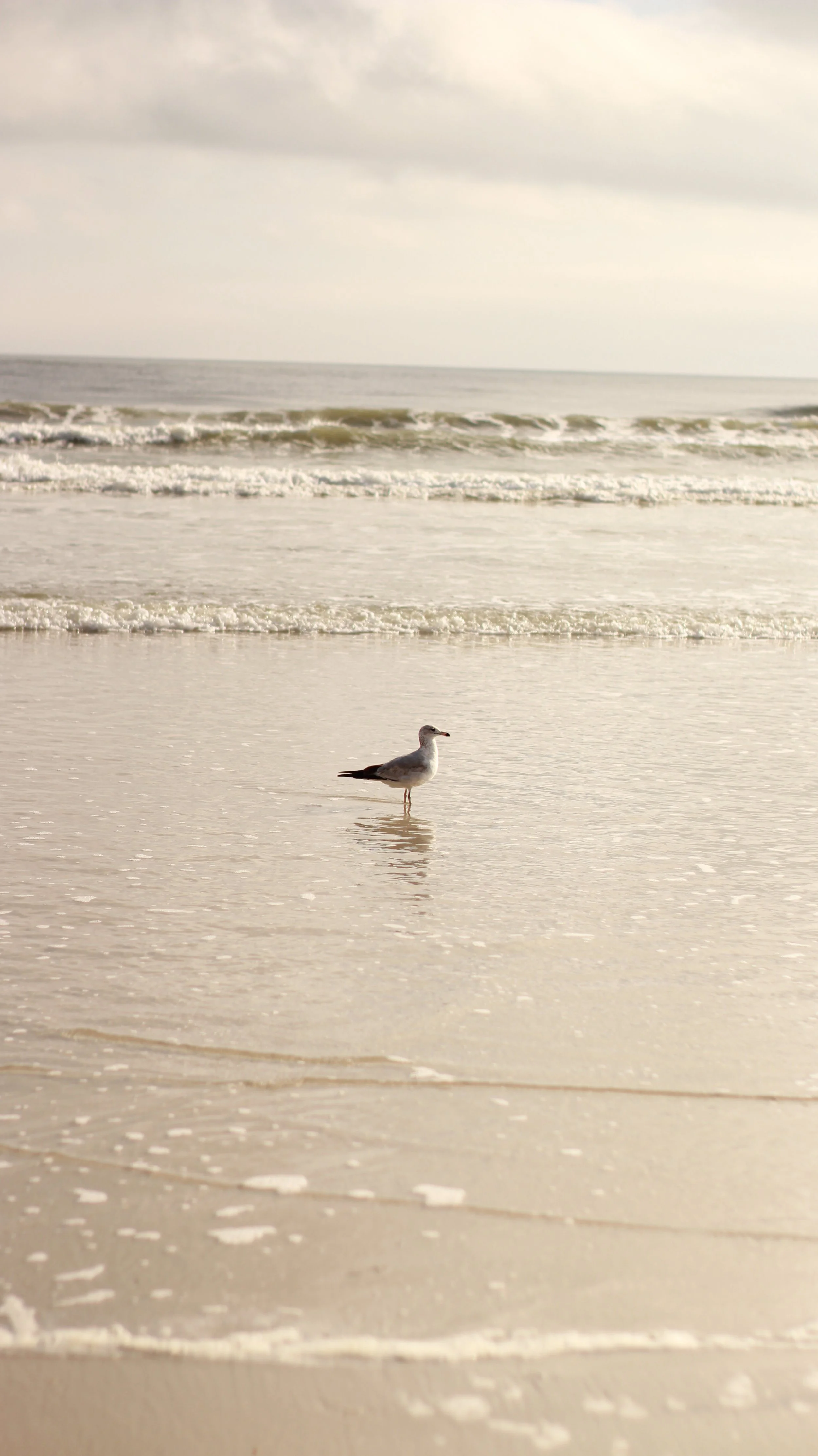 A seagull standing on wet sand at the shore with gentle waves and an overcast sky in the background.