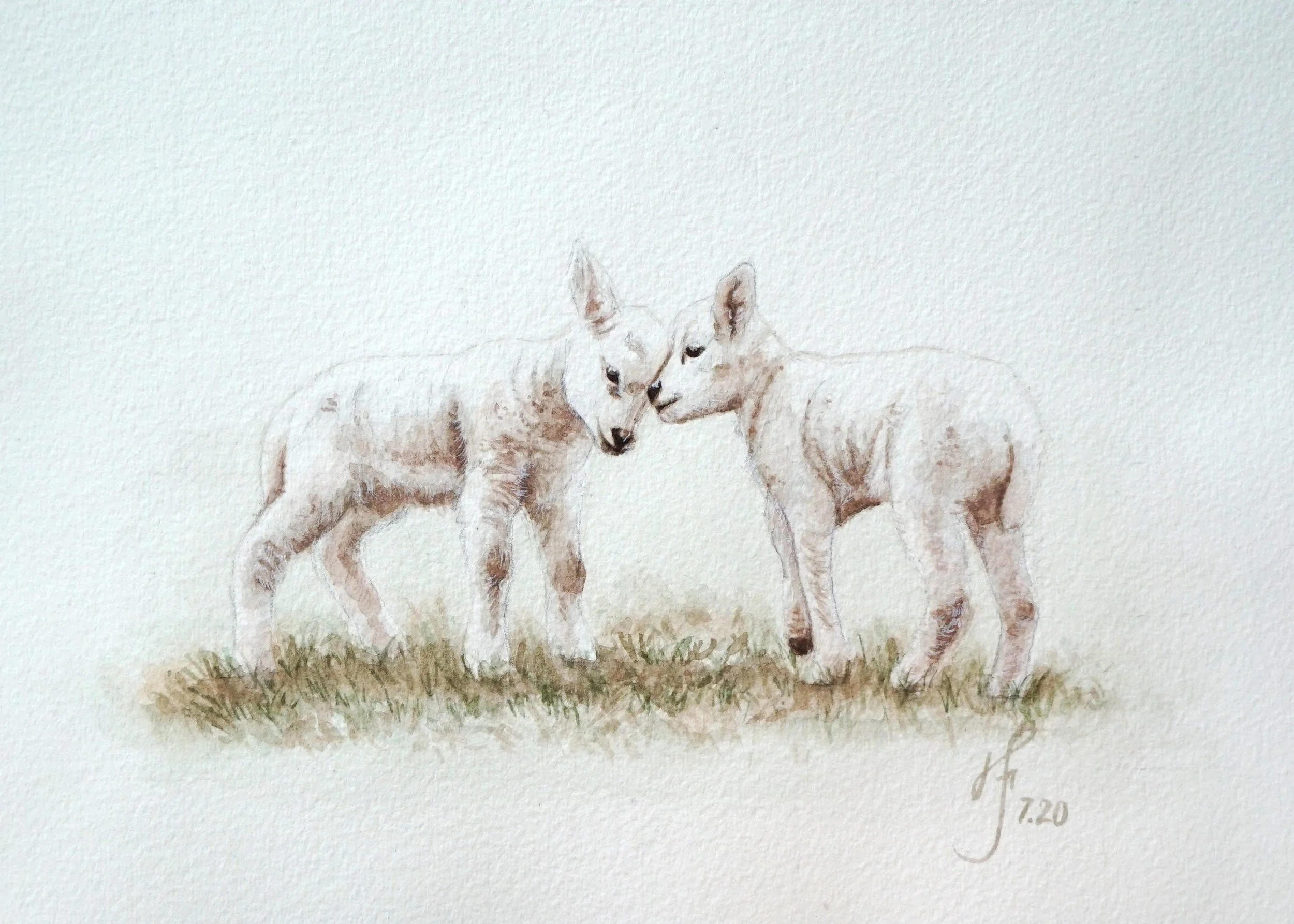Lamb