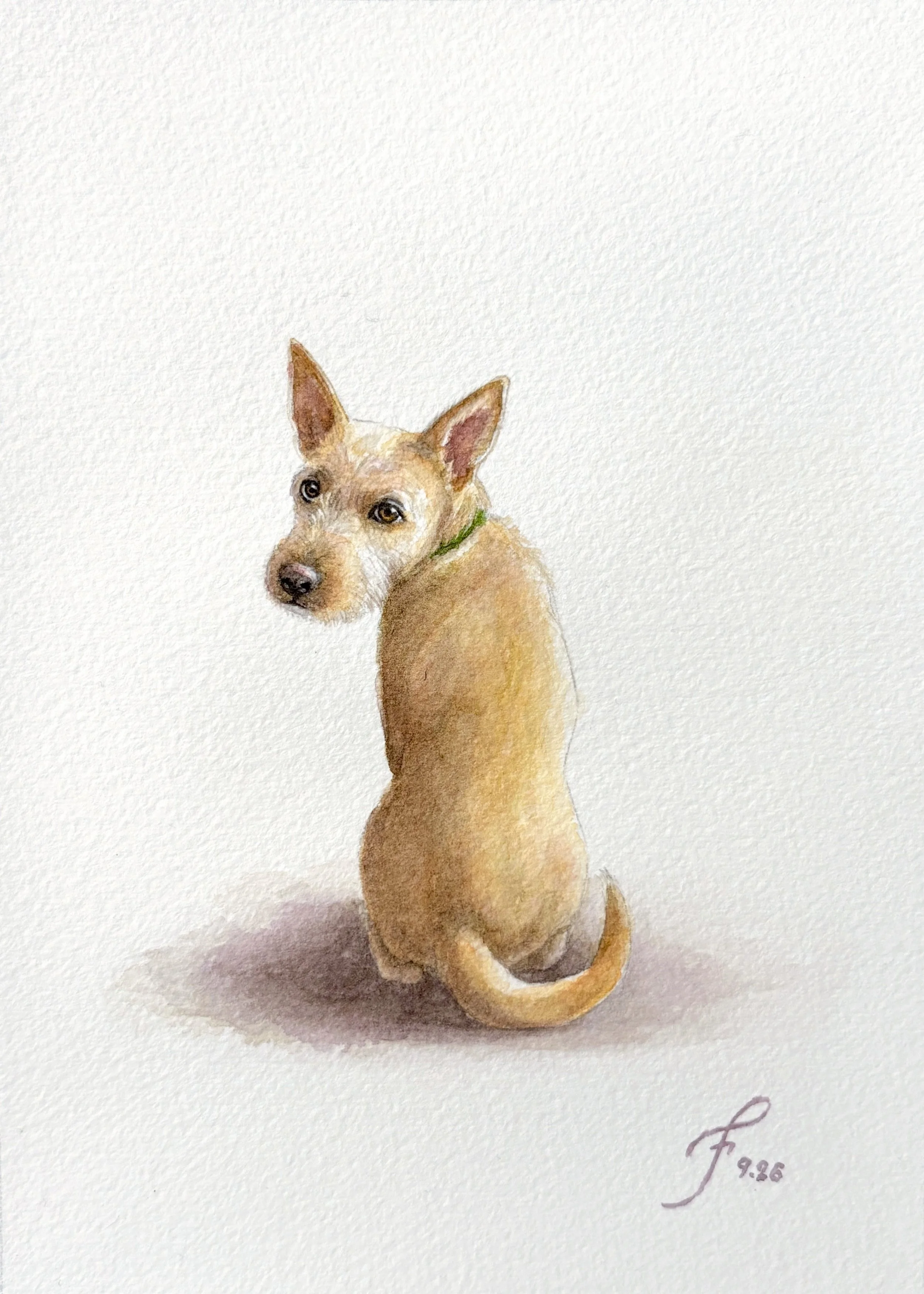 Barkley German Shepherd/Terrier Mix