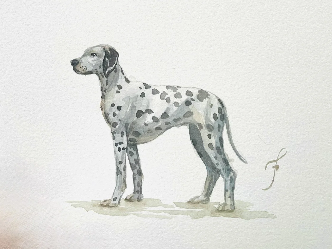 Dalmatian.jpeg
