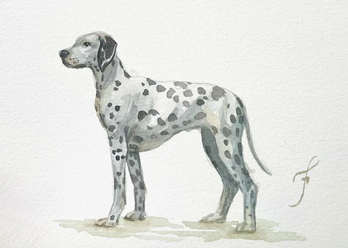 Pongo