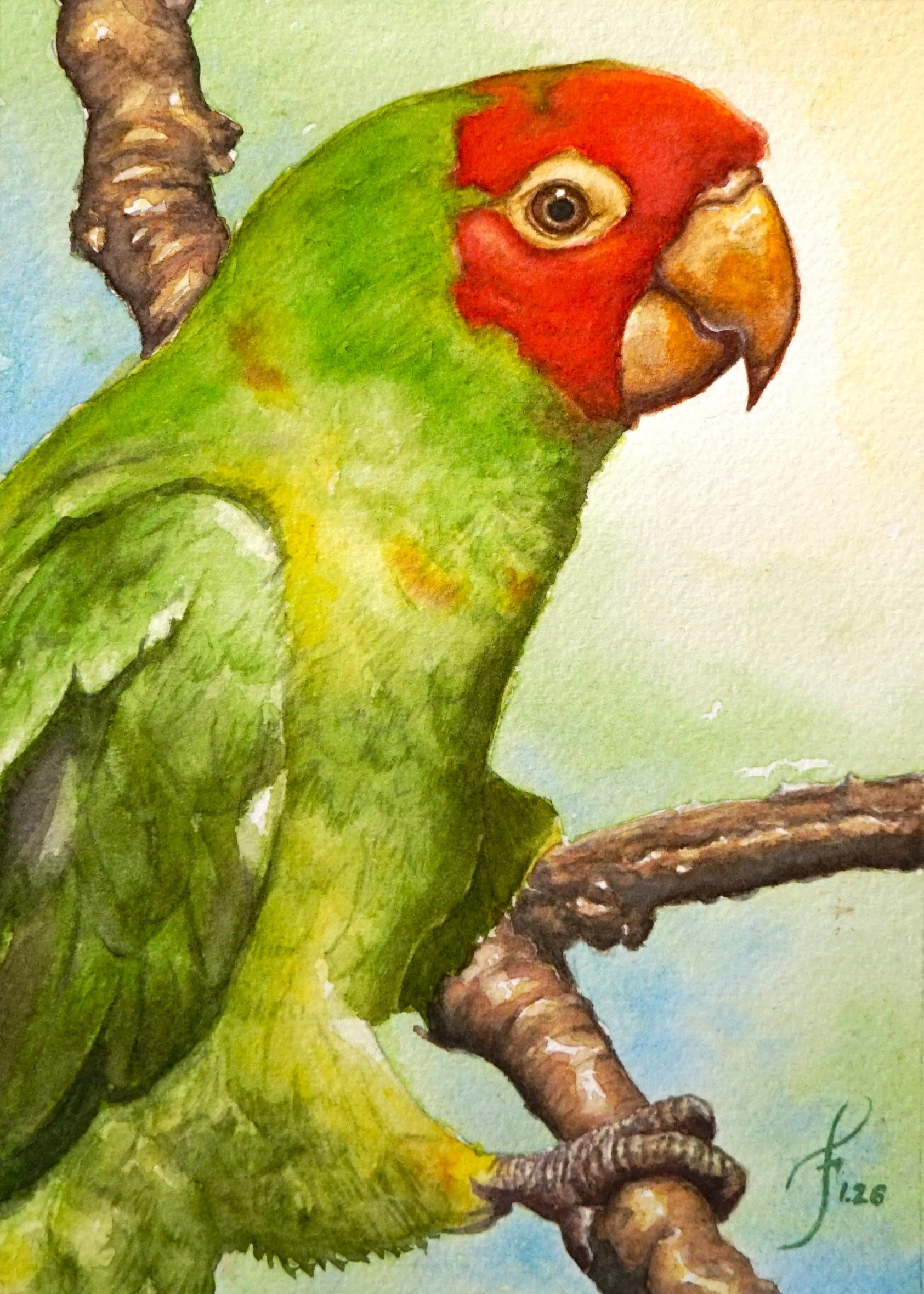 SF local parakeet
