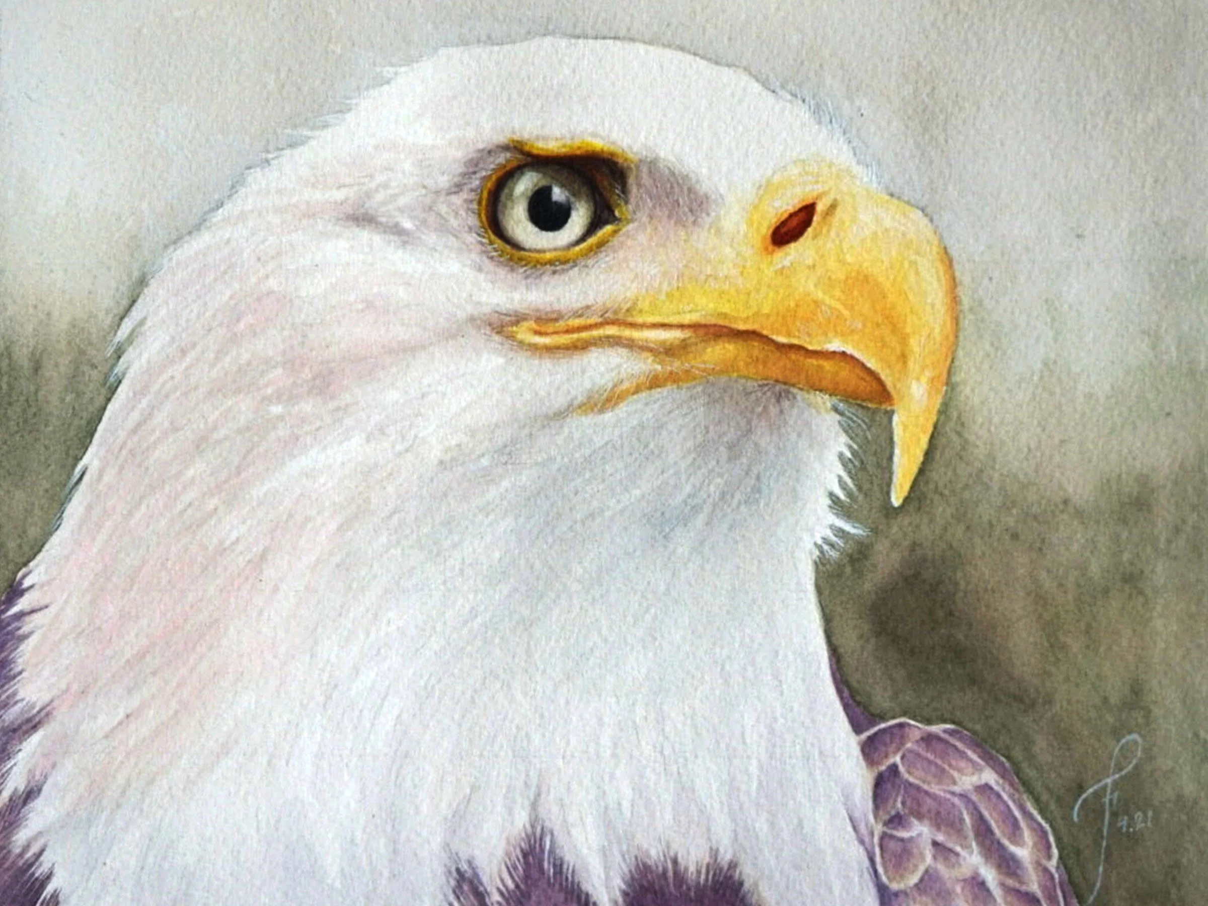 Eagle Dream