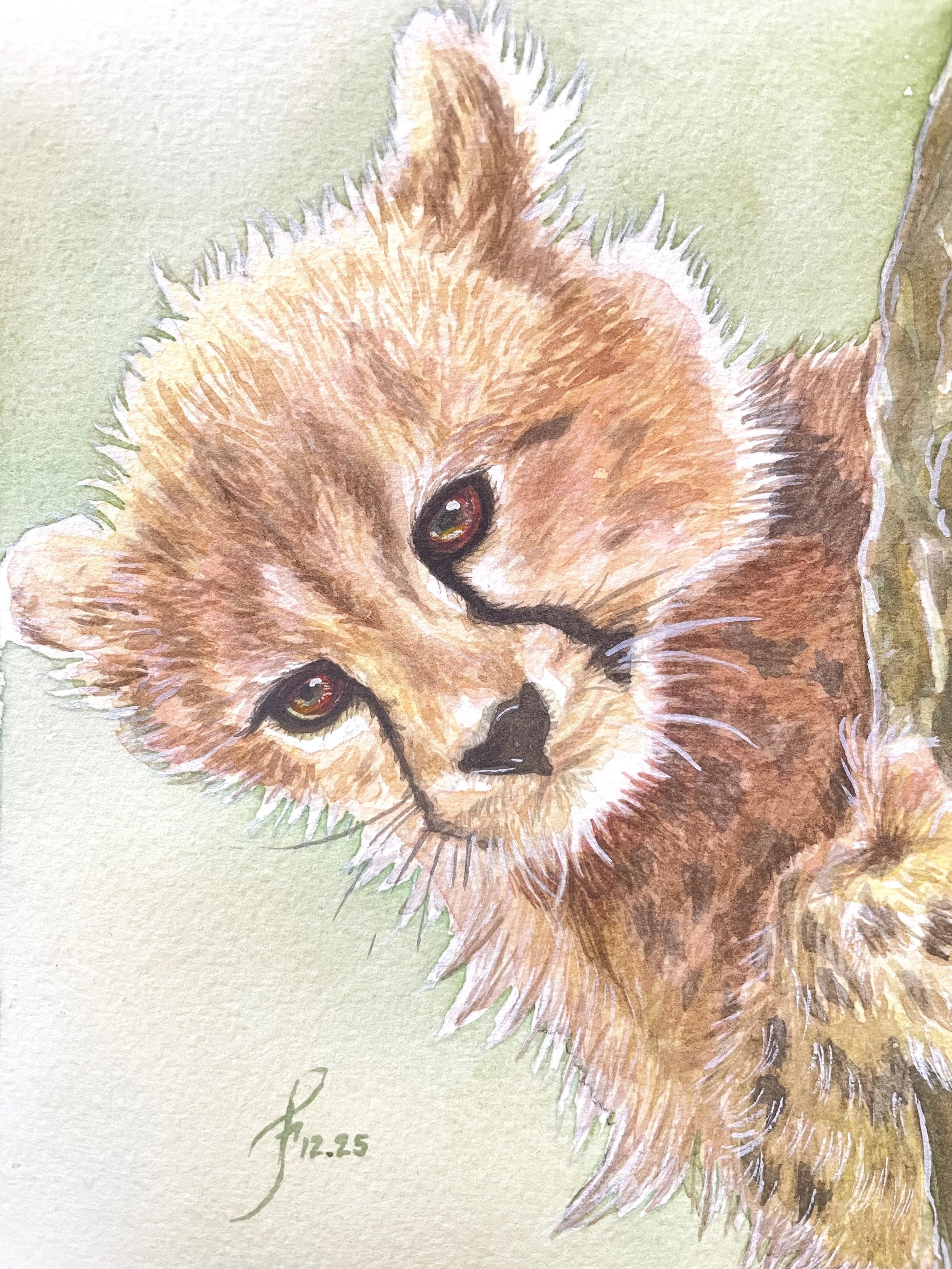 Cheetah Cub
