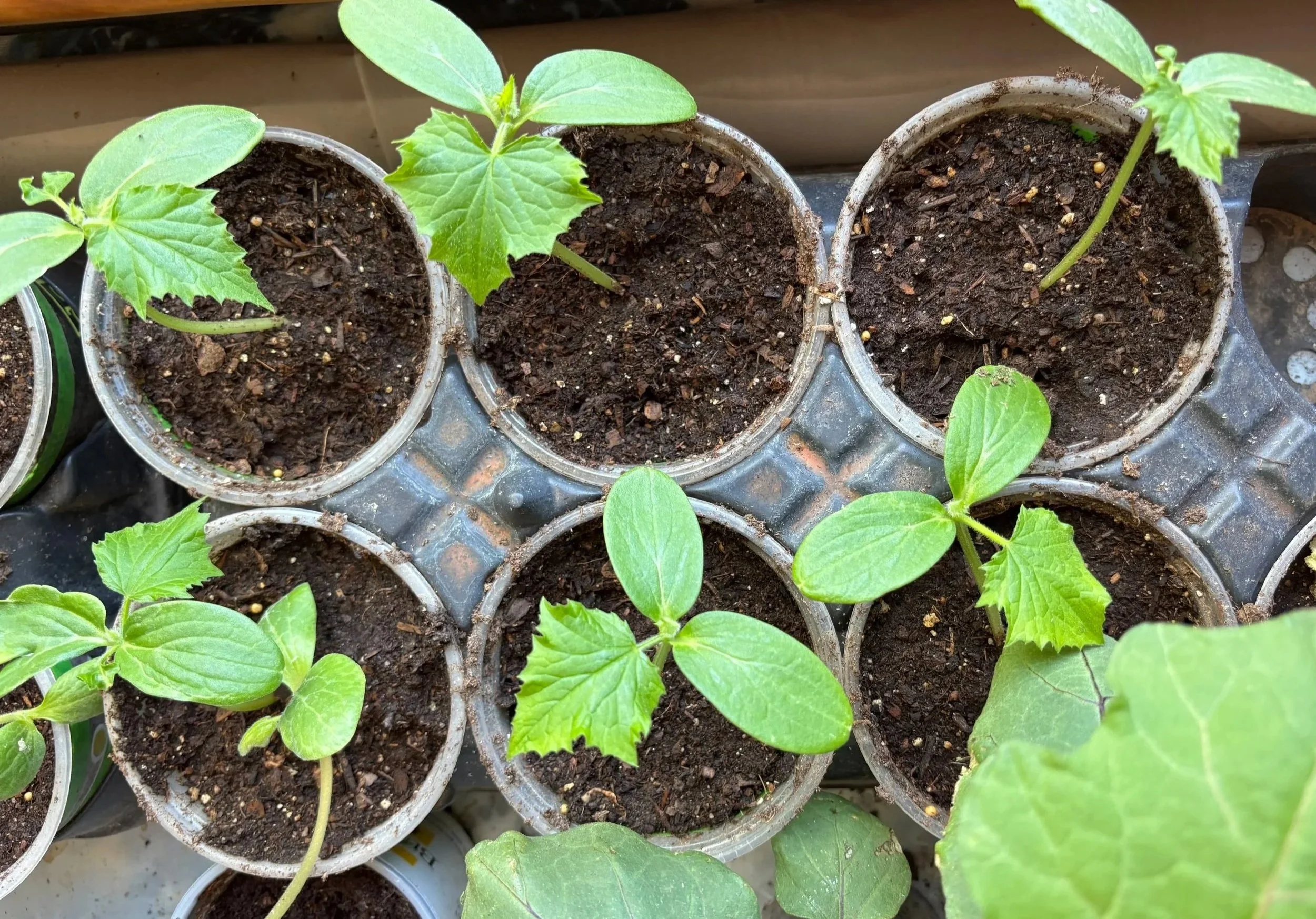 Young vegetable seedlings growing in propagation trays, ready to become healthy garden starts.