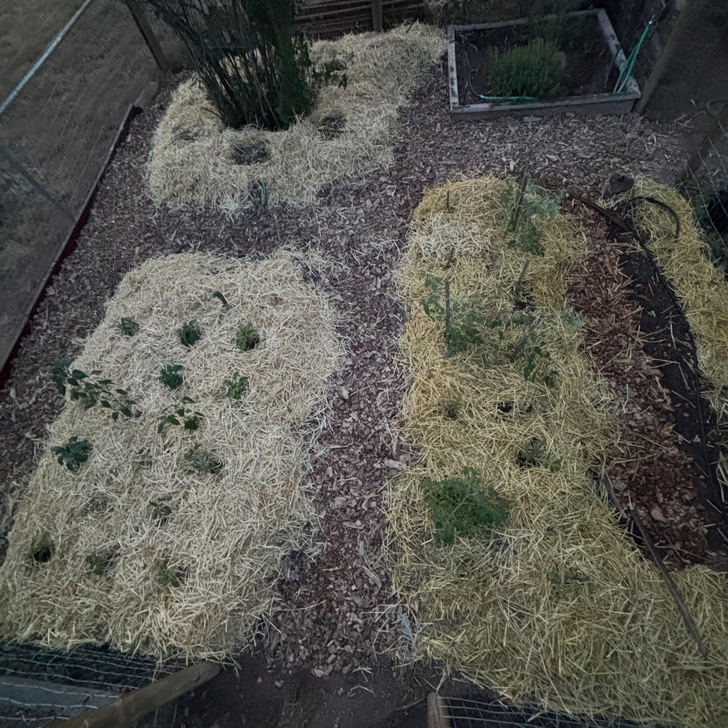 Spent the day planting tomatoes and peppers, adding mulch, and continuing to build healthy soil for the season ahead.

The goal isn&rsquo;t just to grow food&mdash;it&rsquo;s to create a productive, sustainable system that improves year after year th
