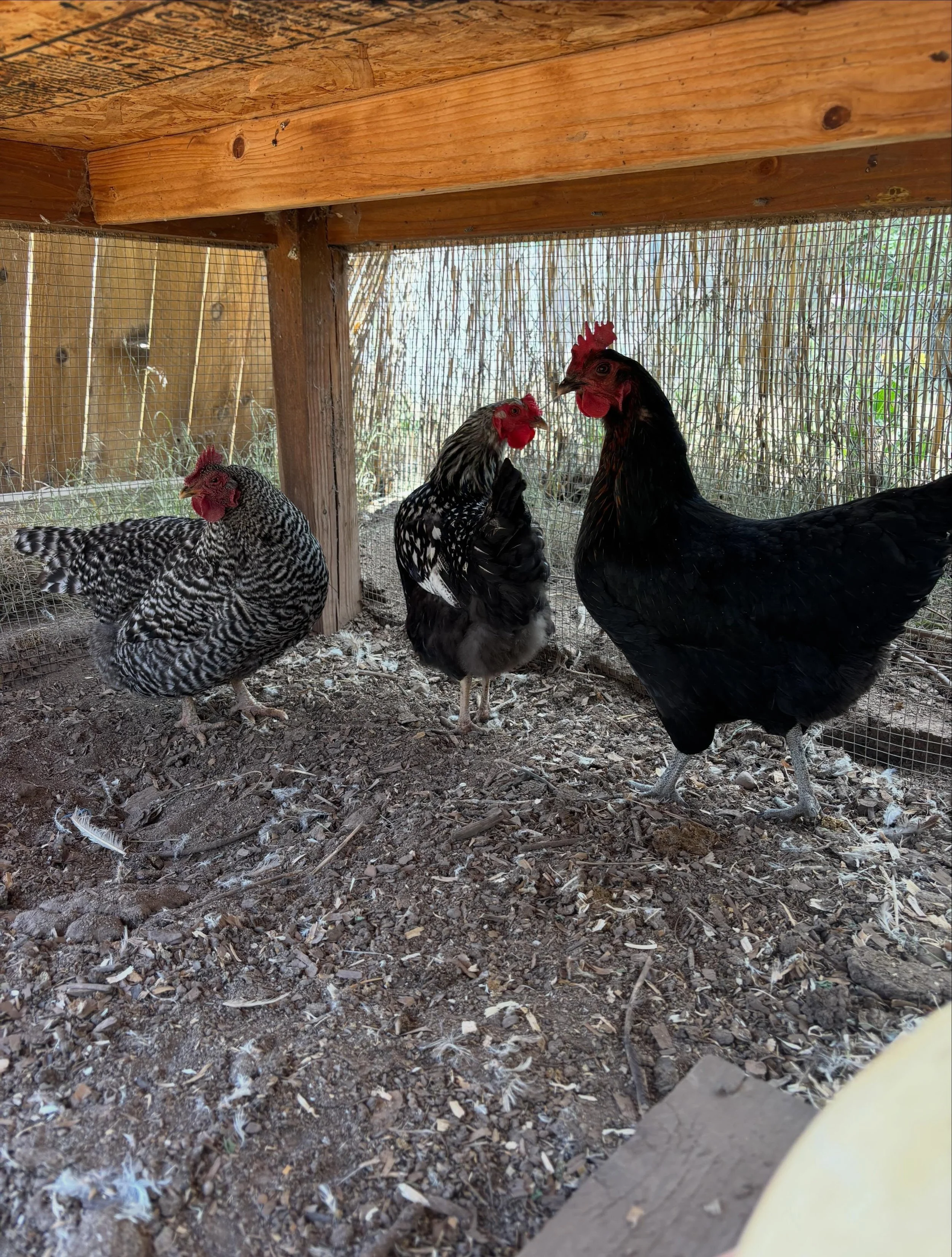 This week we welcomed 5 laying hens to the farm:
&bull; 2 Silver Laced Wyandottes
&bull; 2 Black Star sex-links
&bull; 1 Barred Rock

They&rsquo;re settling into their new home, exploring the yard, and helping kick off the next chapter of Wild Root.
