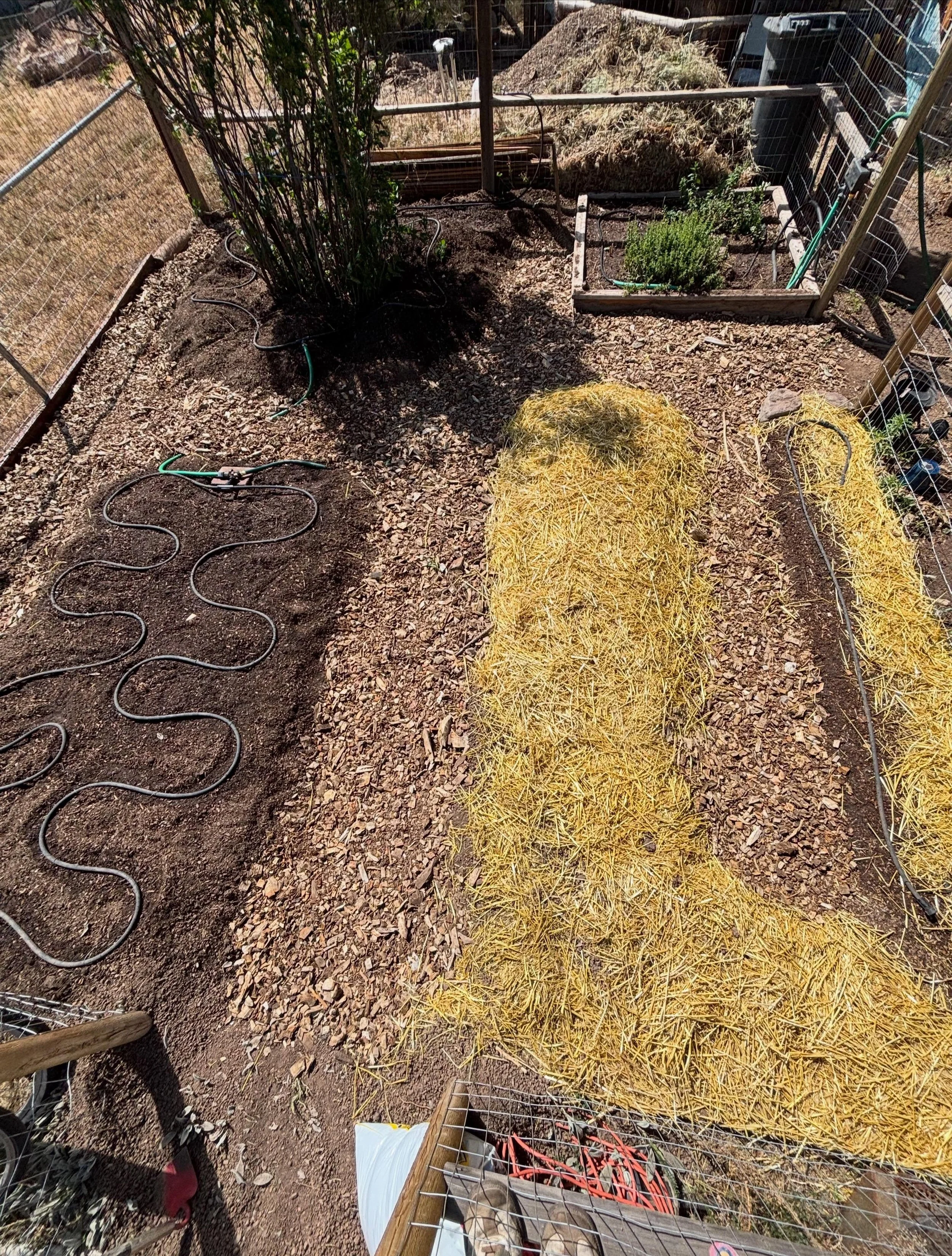 Today&rsquo;s project: turning years of neglected ground into living soil. Pulled back the mulch and found exactly what I hoped for&mdash;dark organic matter, healthy worms, and a garden coming back to life. 🌿

#WildRoot #DurangoColorado #GrowLocal 