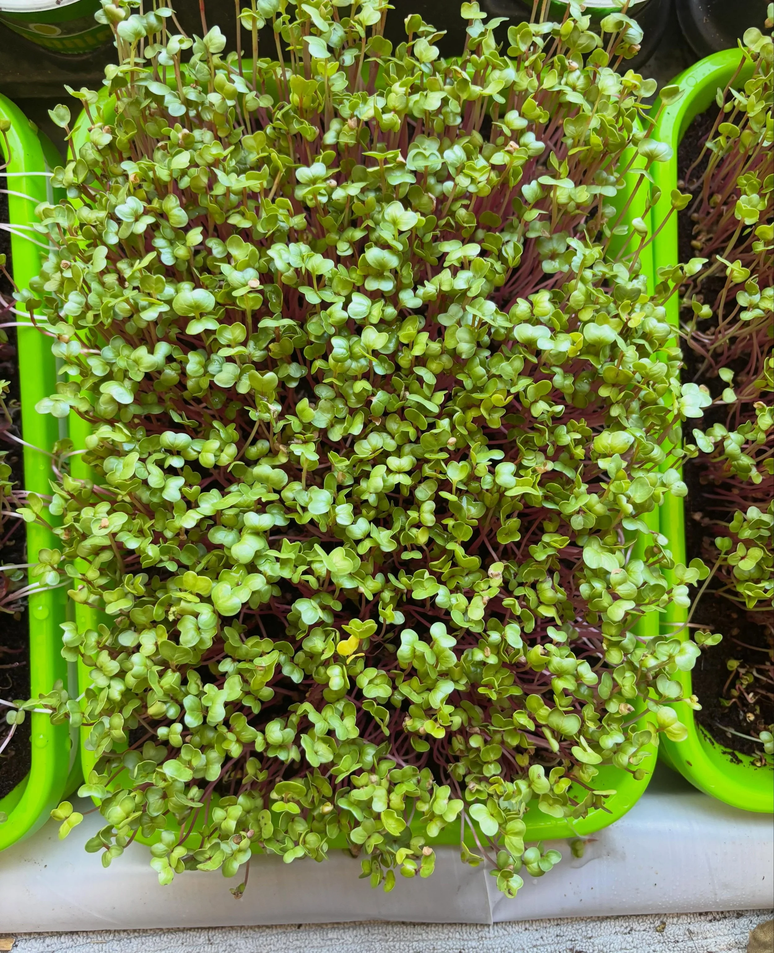 Experiment radish trays are coming along nicely.

Testing different seeding rates, growing conditions, and techniques to learn what produces the strongest, healthiest microgreens. Every tray teaches something new and helps Wild Root grow.

This is ju
