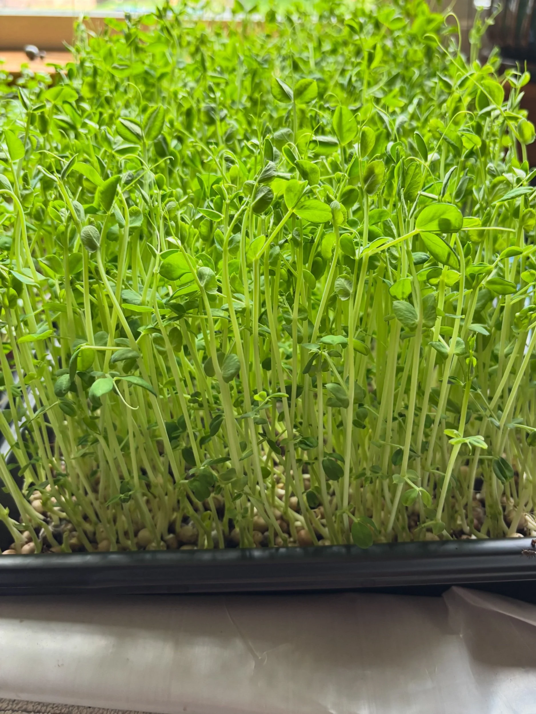 Pea Microgreens