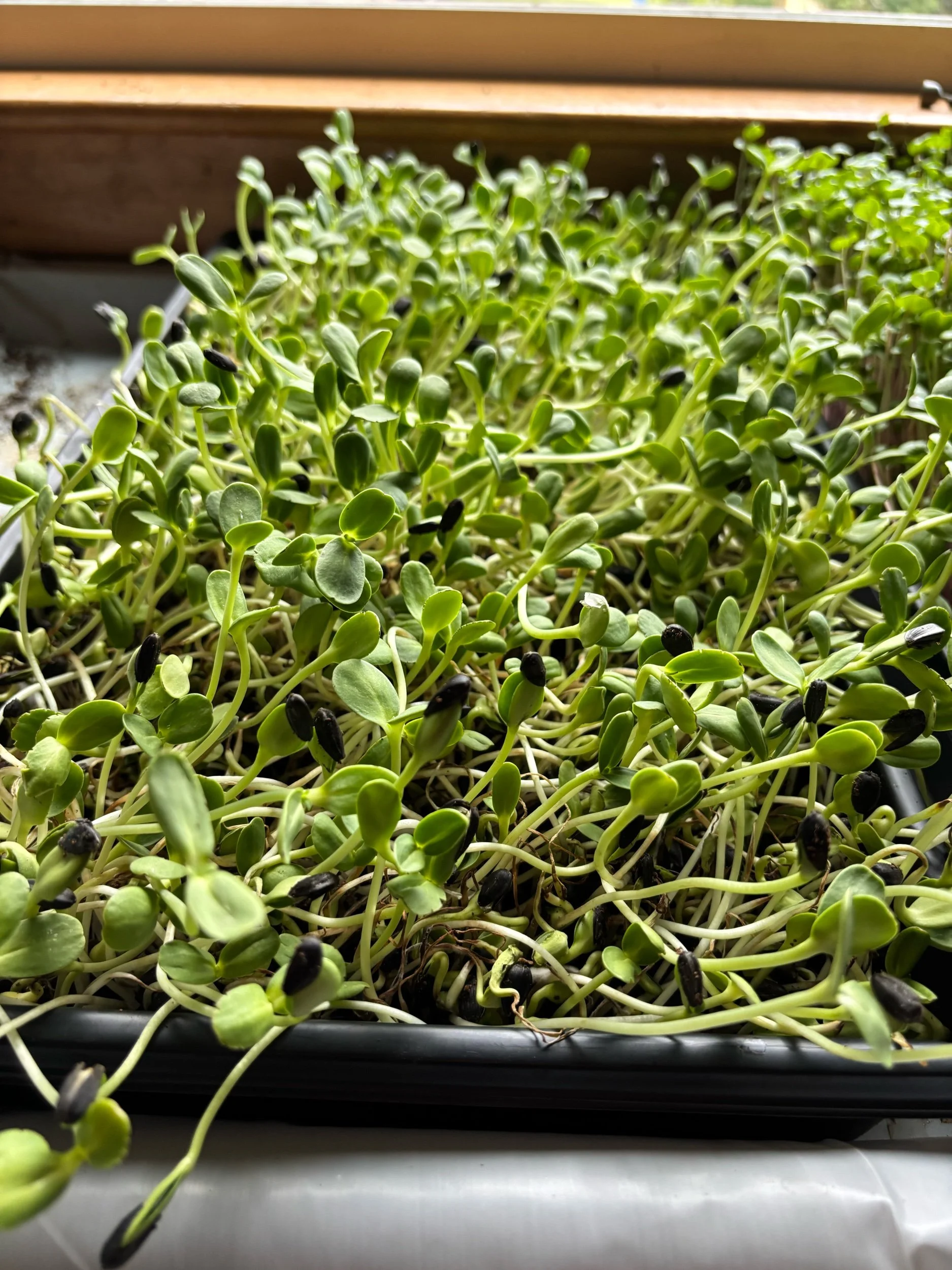 Sunflower Microgreens