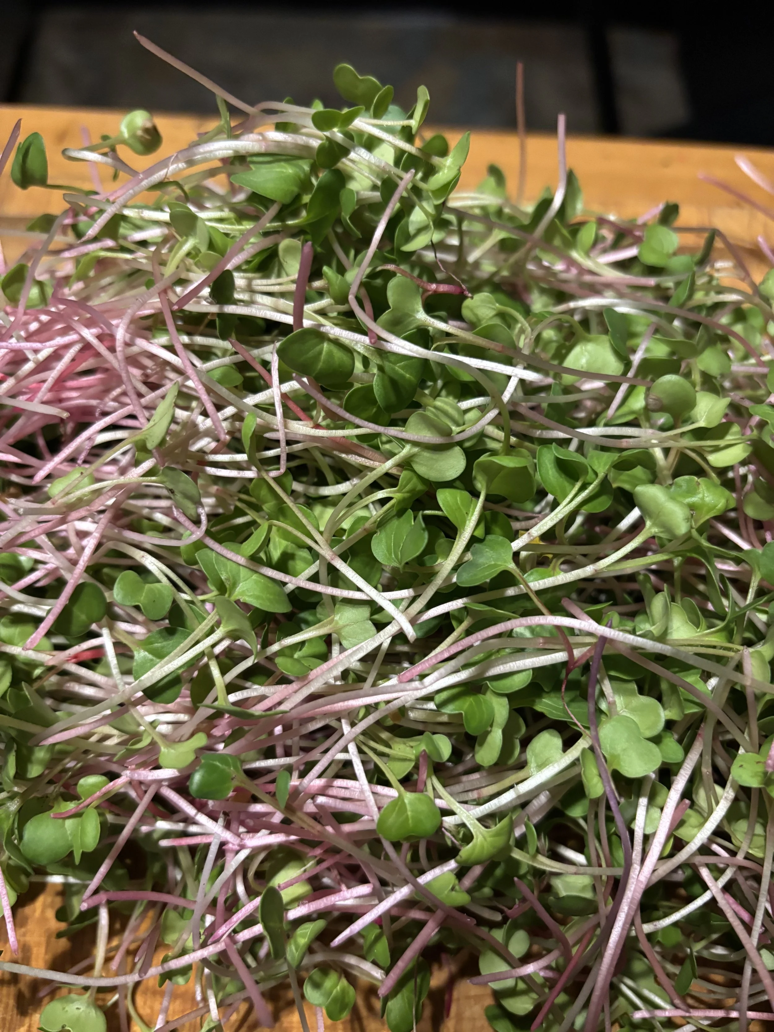 Radish Microgreen