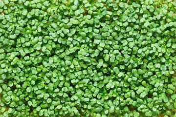 Radish microgreens growing in trays at Wild Root, a local microgreens producer in Durango, Colorado.