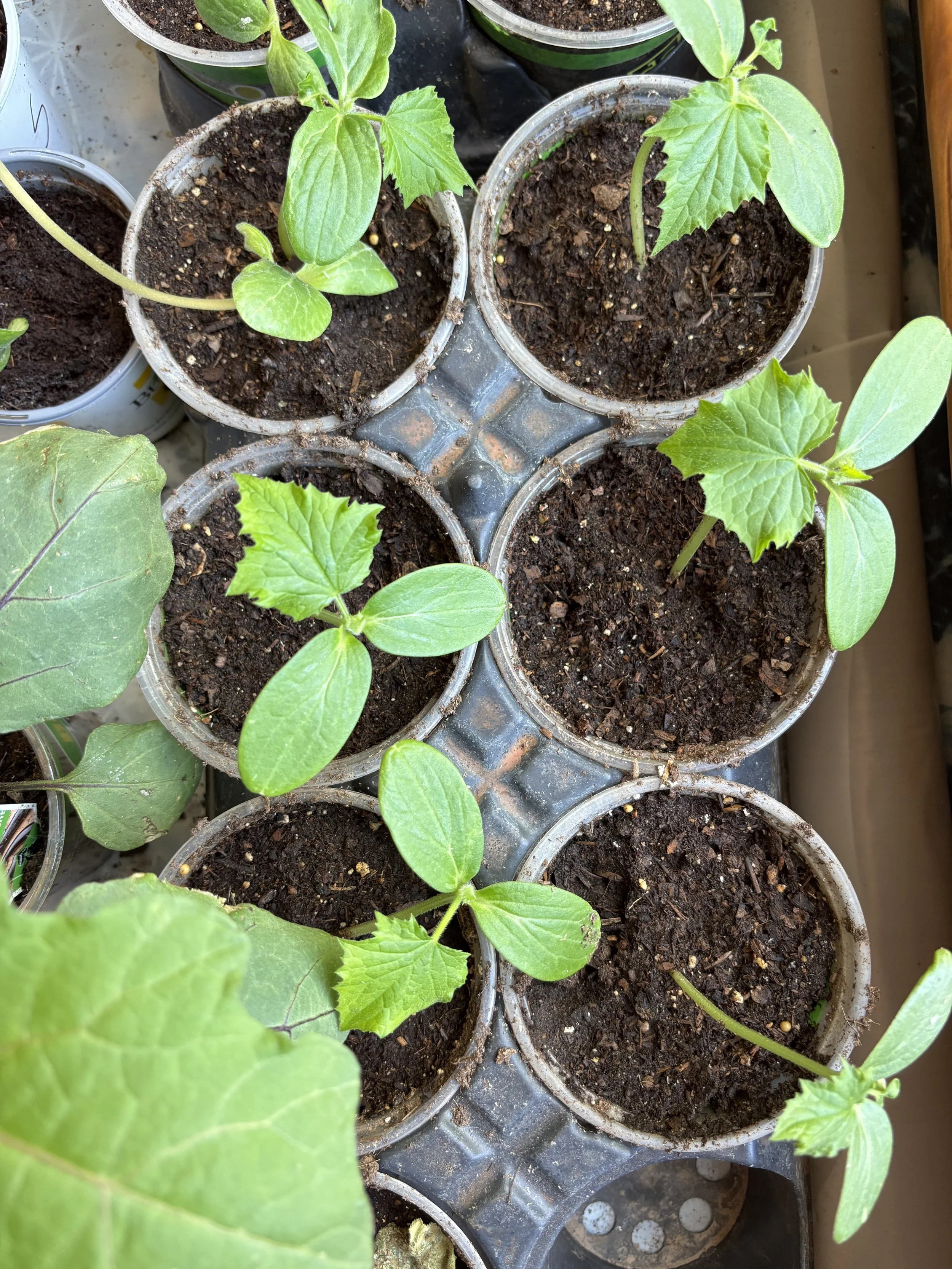 Healthy squash seedlings growing in pots as part of Wild Root's garden start production.