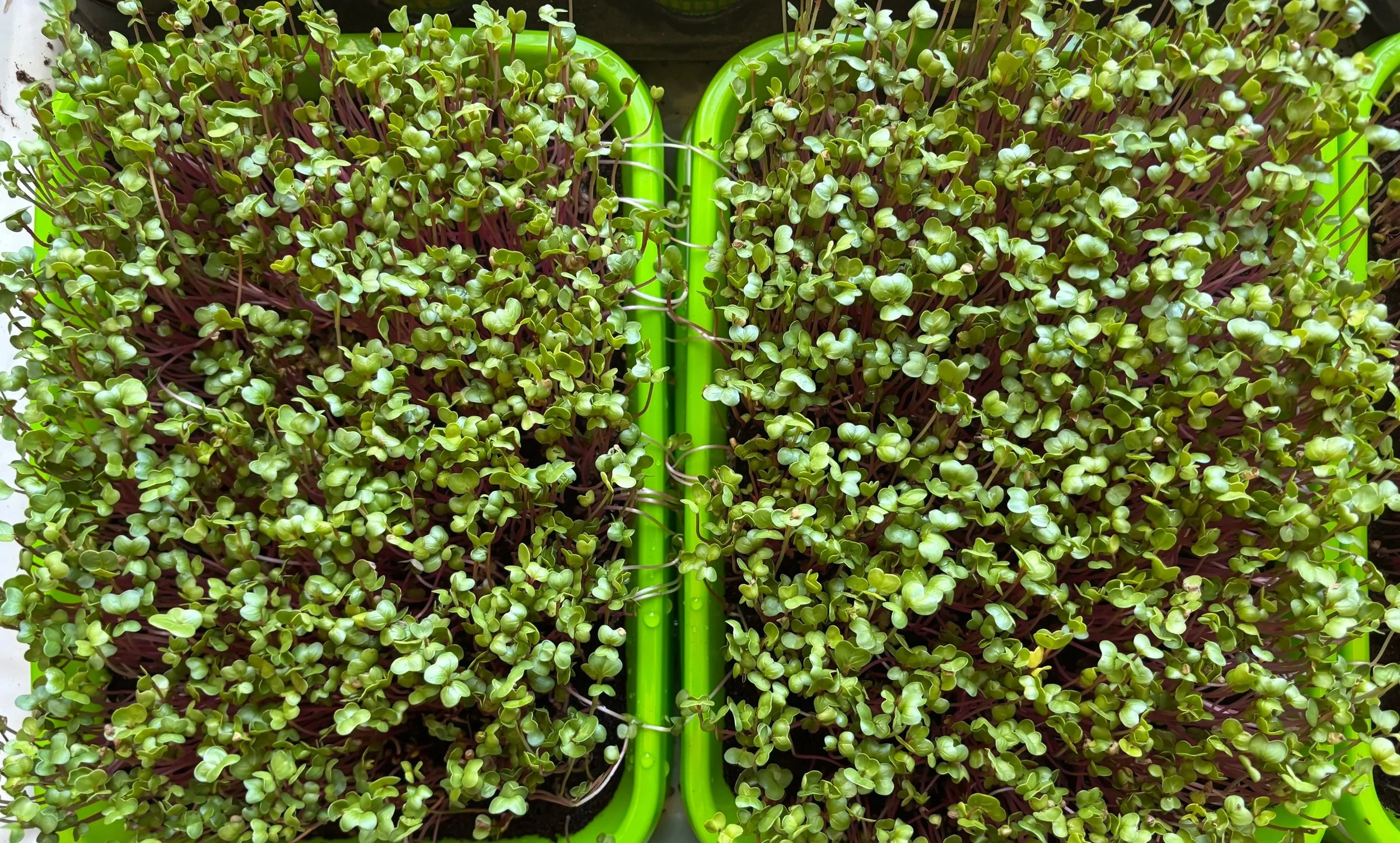Fresh radish microgreens nearing harvest in growing trays at Wild Root.