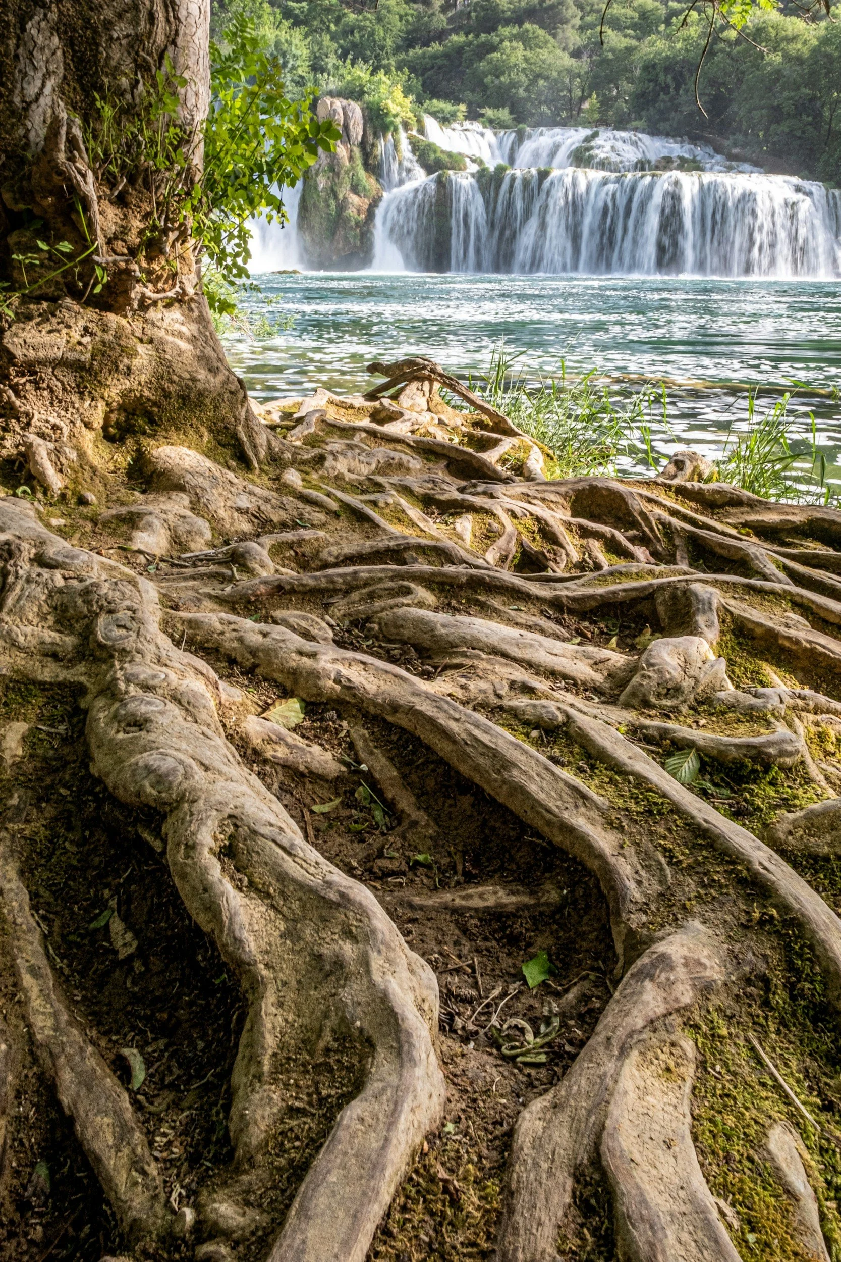 Roots of a large tree extending across the soil near the edge of a river, with waterfalls and dense trees in the background.