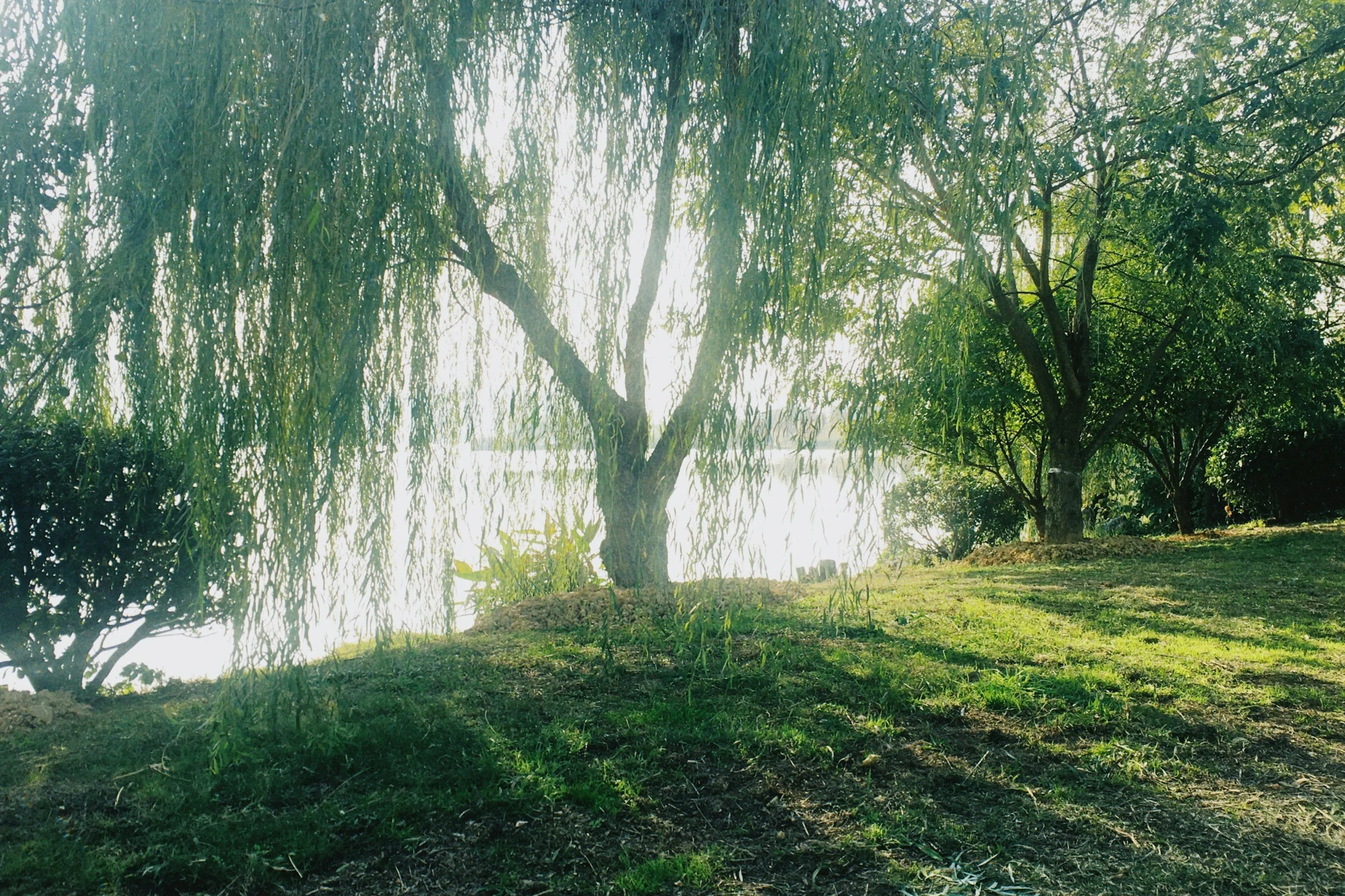 Sunshine shining through the branches of a leafy green tree near a lake, with grass and soil in the foreground.
