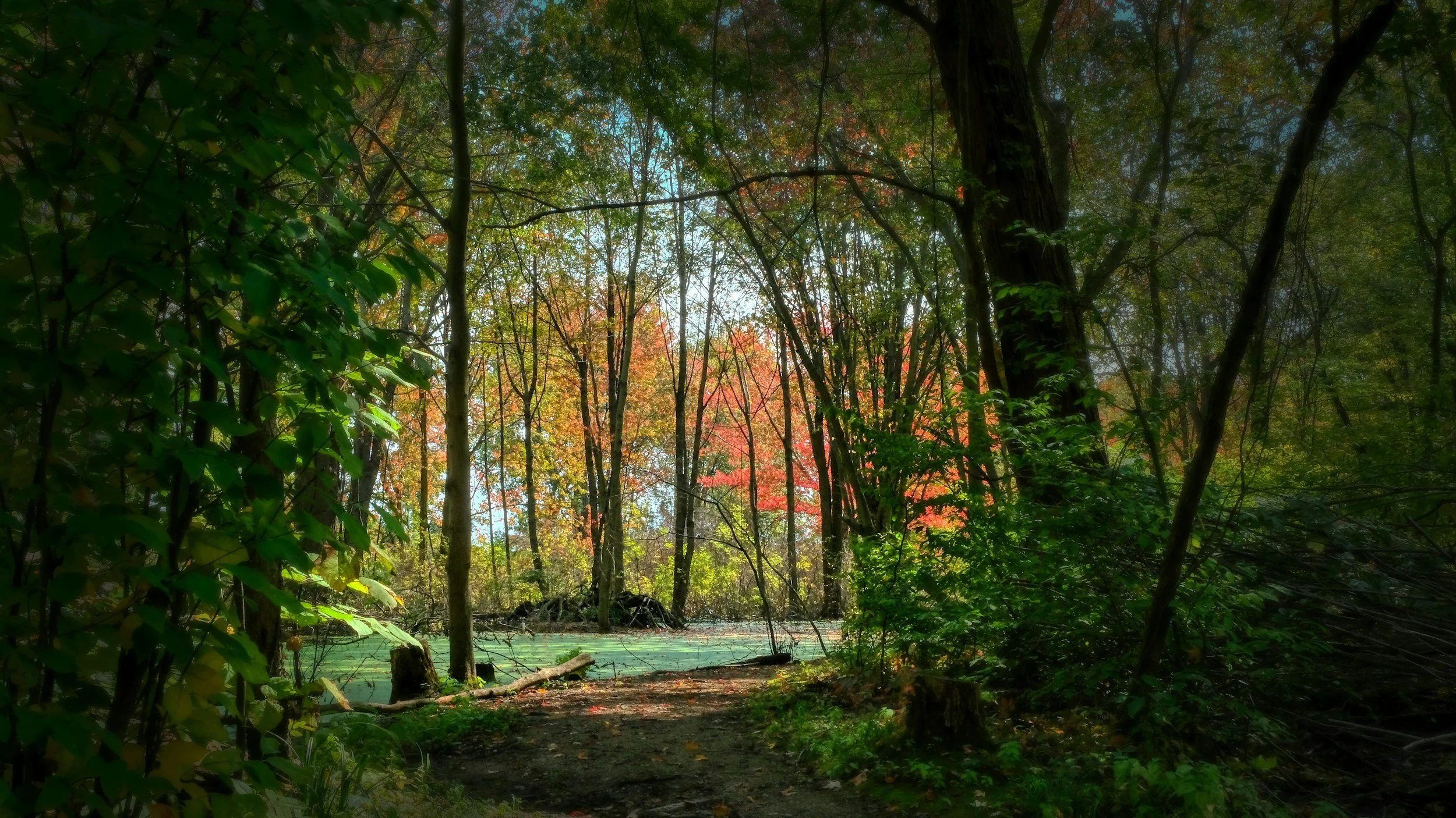 A forest scene with trees displaying autumn colors, a small trail in the foreground, and a body of water with green algae or duckweed covering its surface.