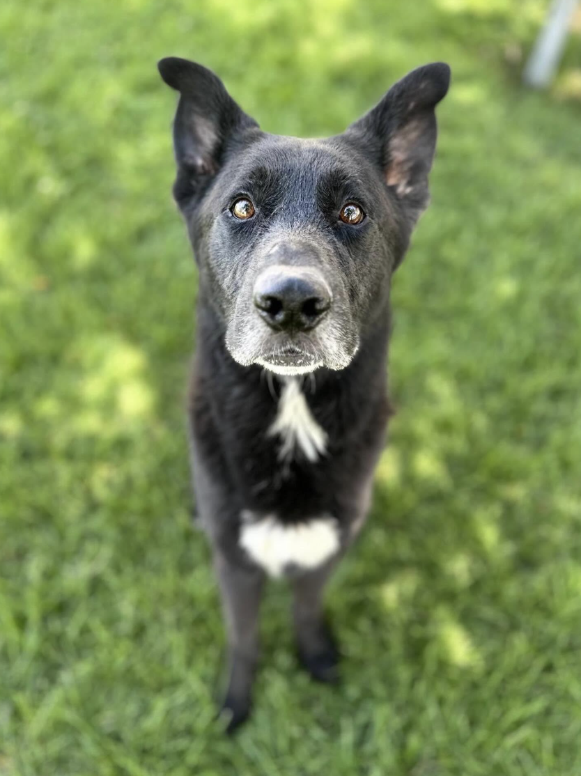 Long-Stay Adoptions