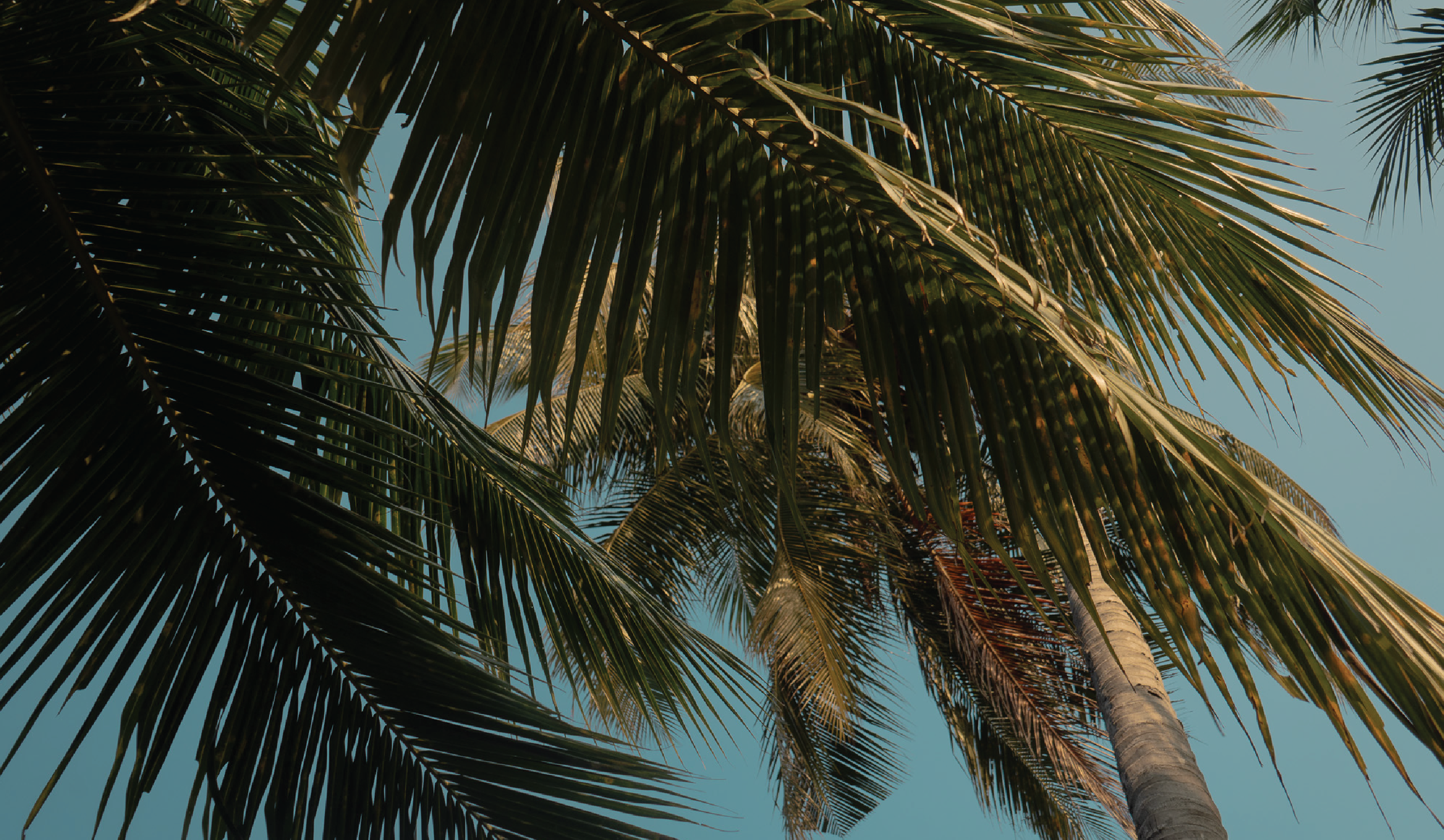 LandingPage_Mizo-07.png