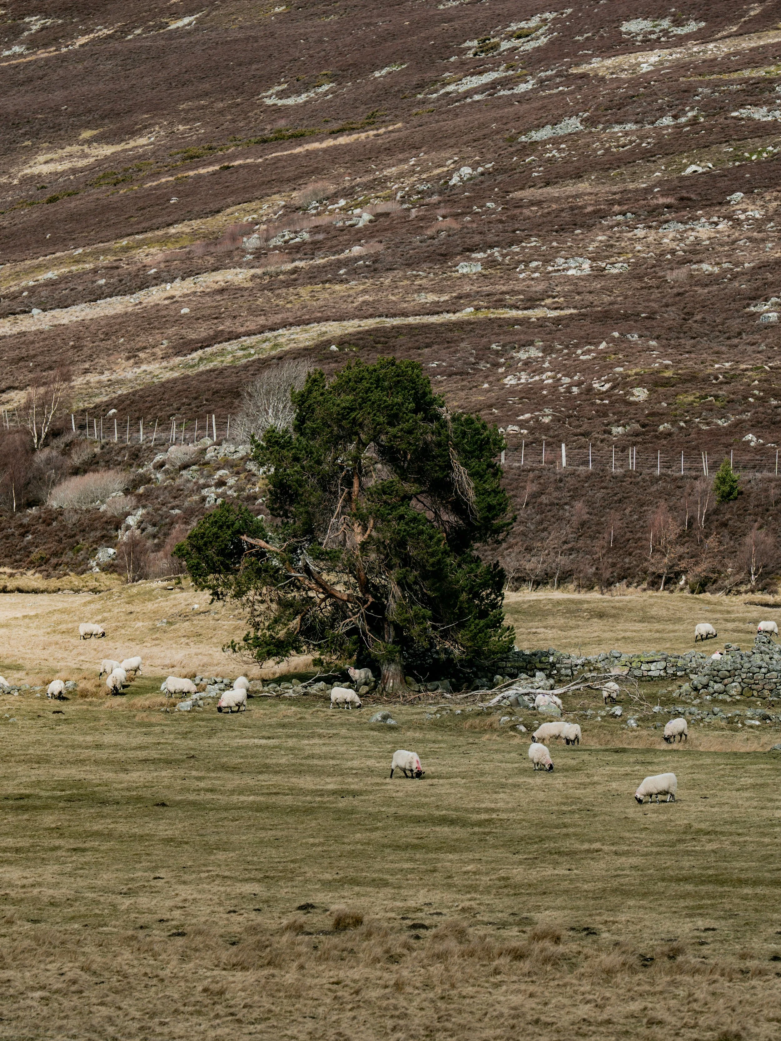 Sheep and solo tree in Scotland moody