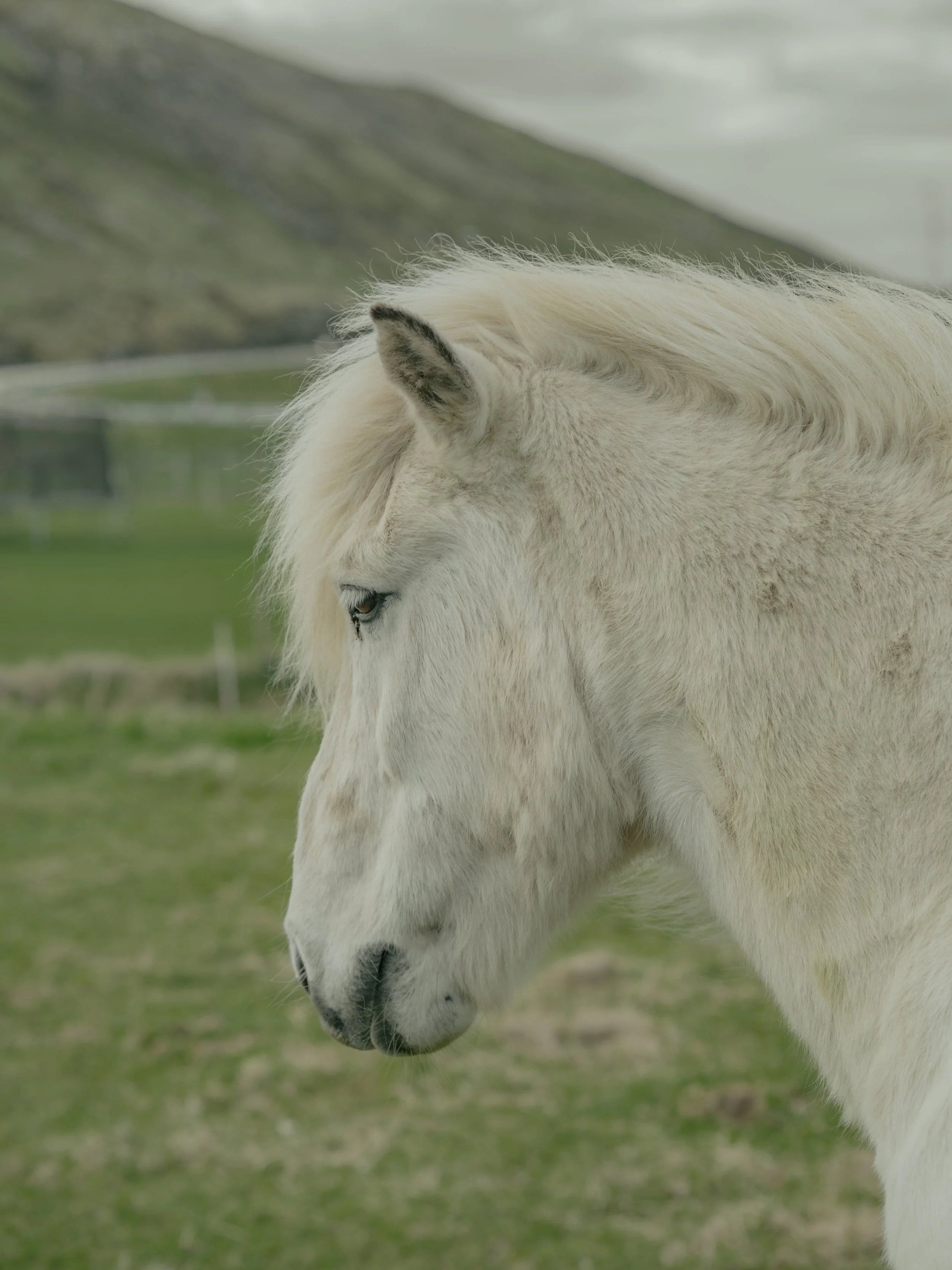 A white horse standing in a green field, with mountains in the background under a cloudy sky.