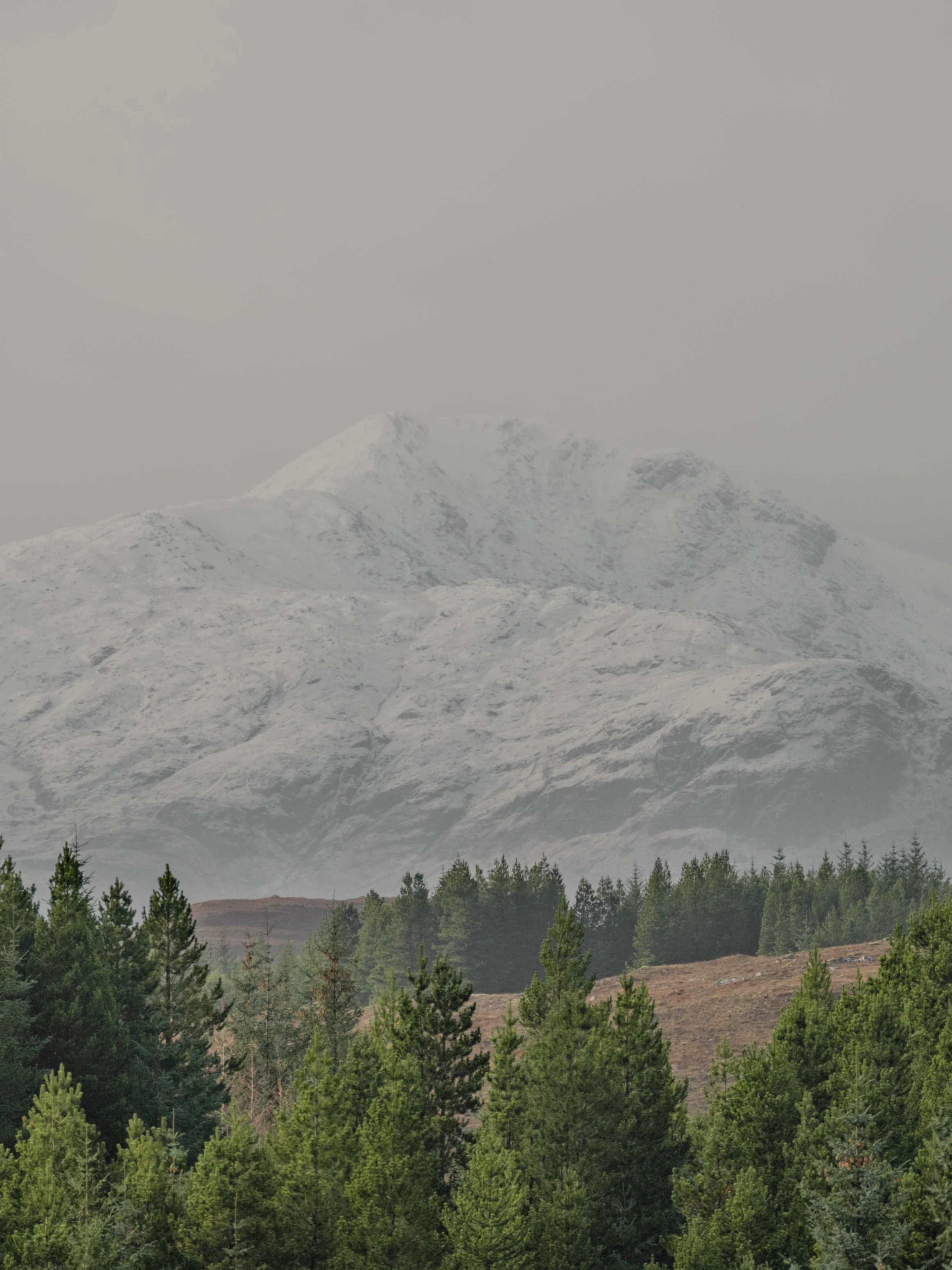 Snow-capped mountain in the distance with a dense green forest in the foreground and a cloudy sky above.