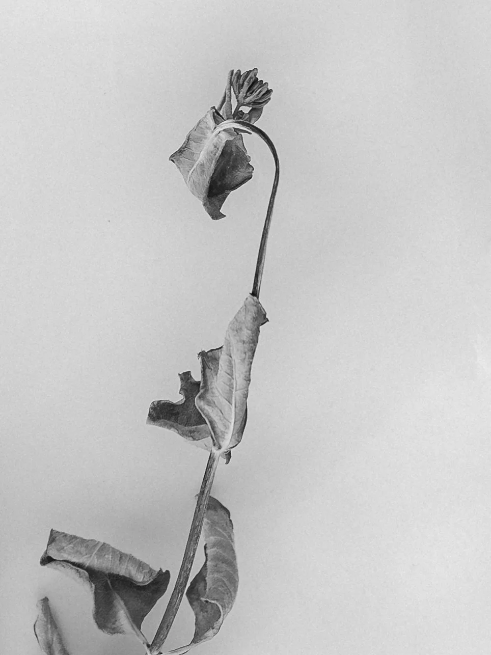 A dried, withered flower on a thin, curved stem with a plain background.