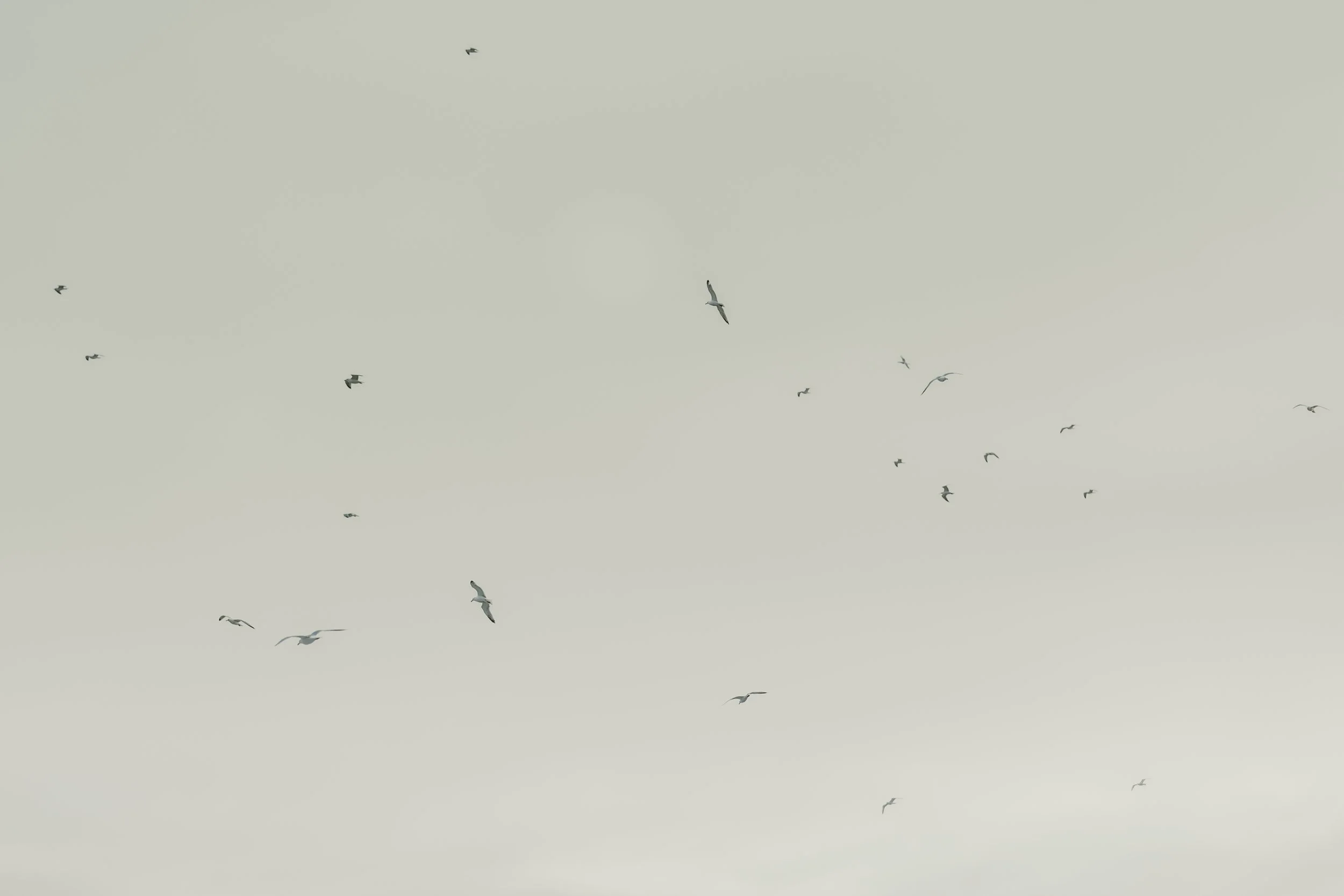 A flock of seagulls flying in an overcast sky.