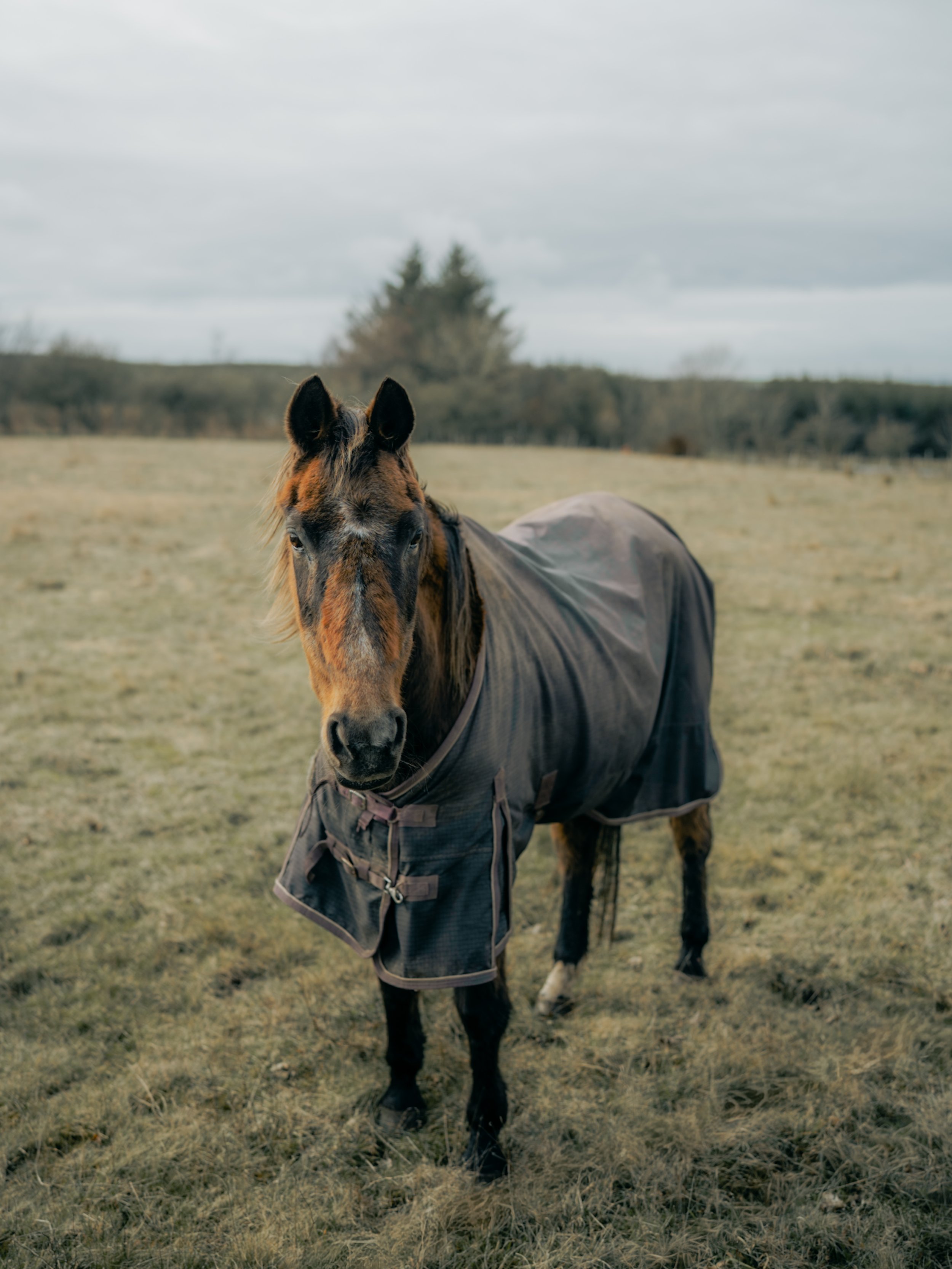 Moody horse in Scotland with coat on