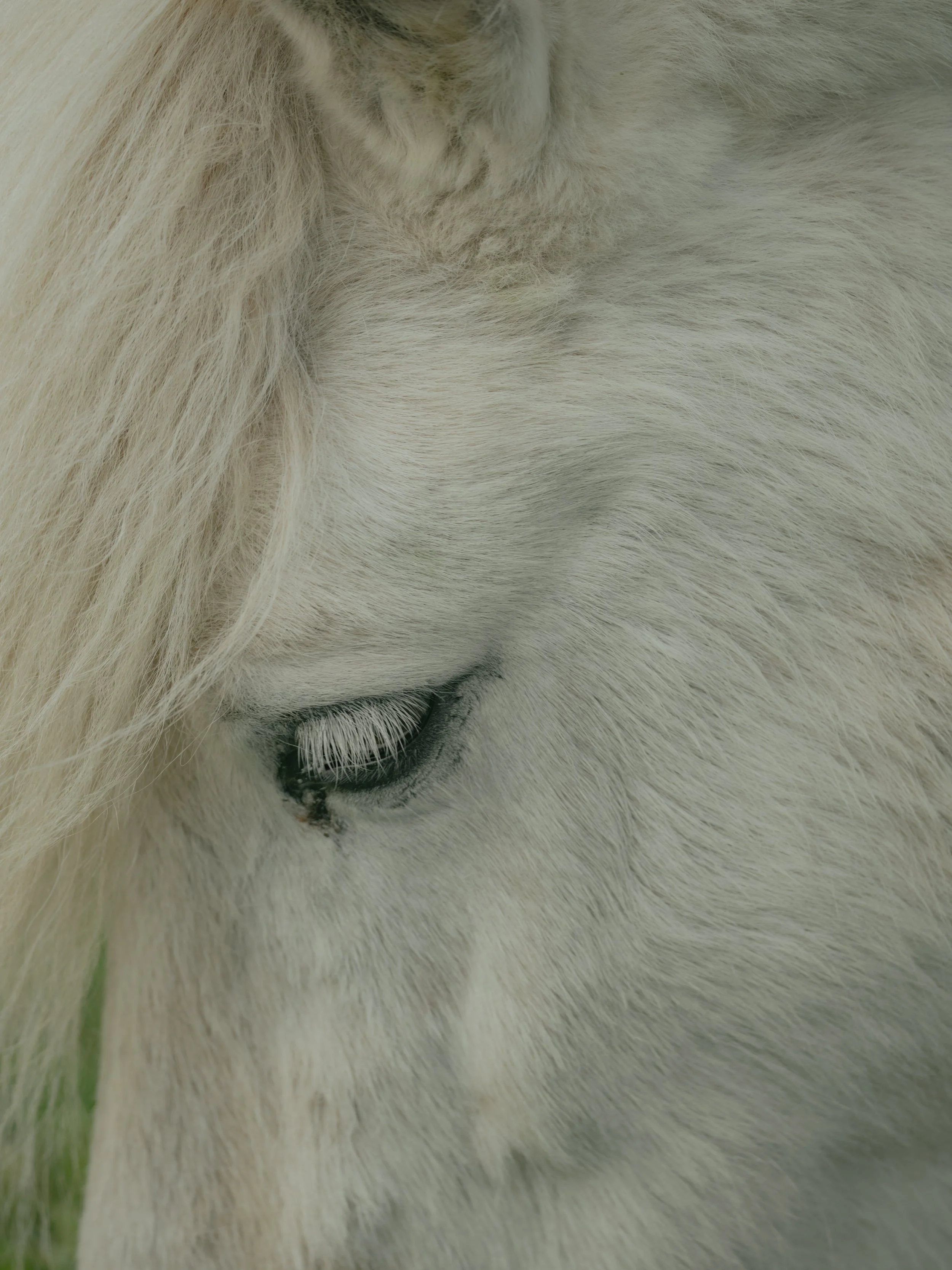 Close-up of a white horse's face, focusing on its eye and surrounding facial fur.