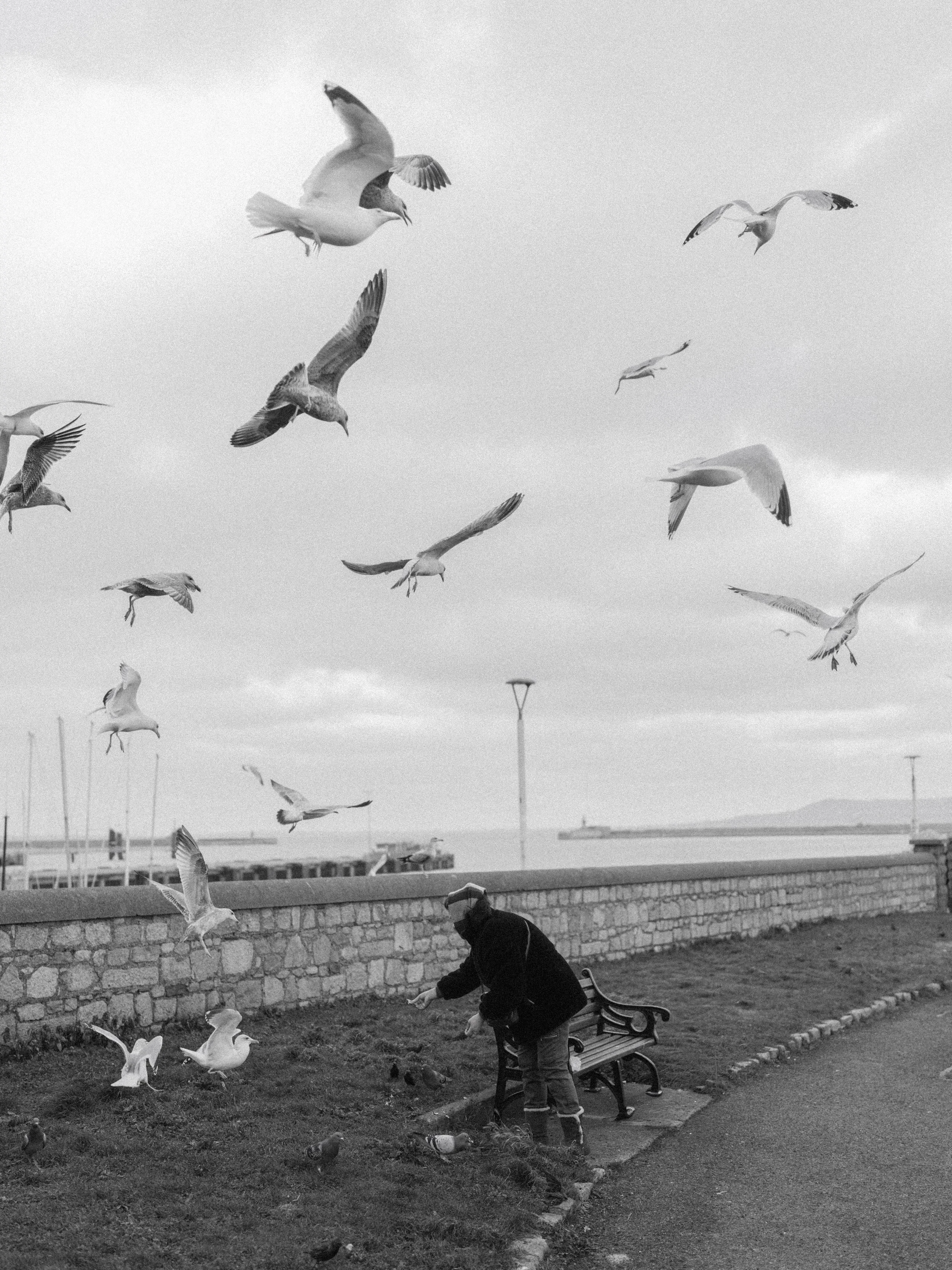 A person feeding birds in a park, with birds flying overhead and on the ground, and a stone wall and lamp posts in the background.