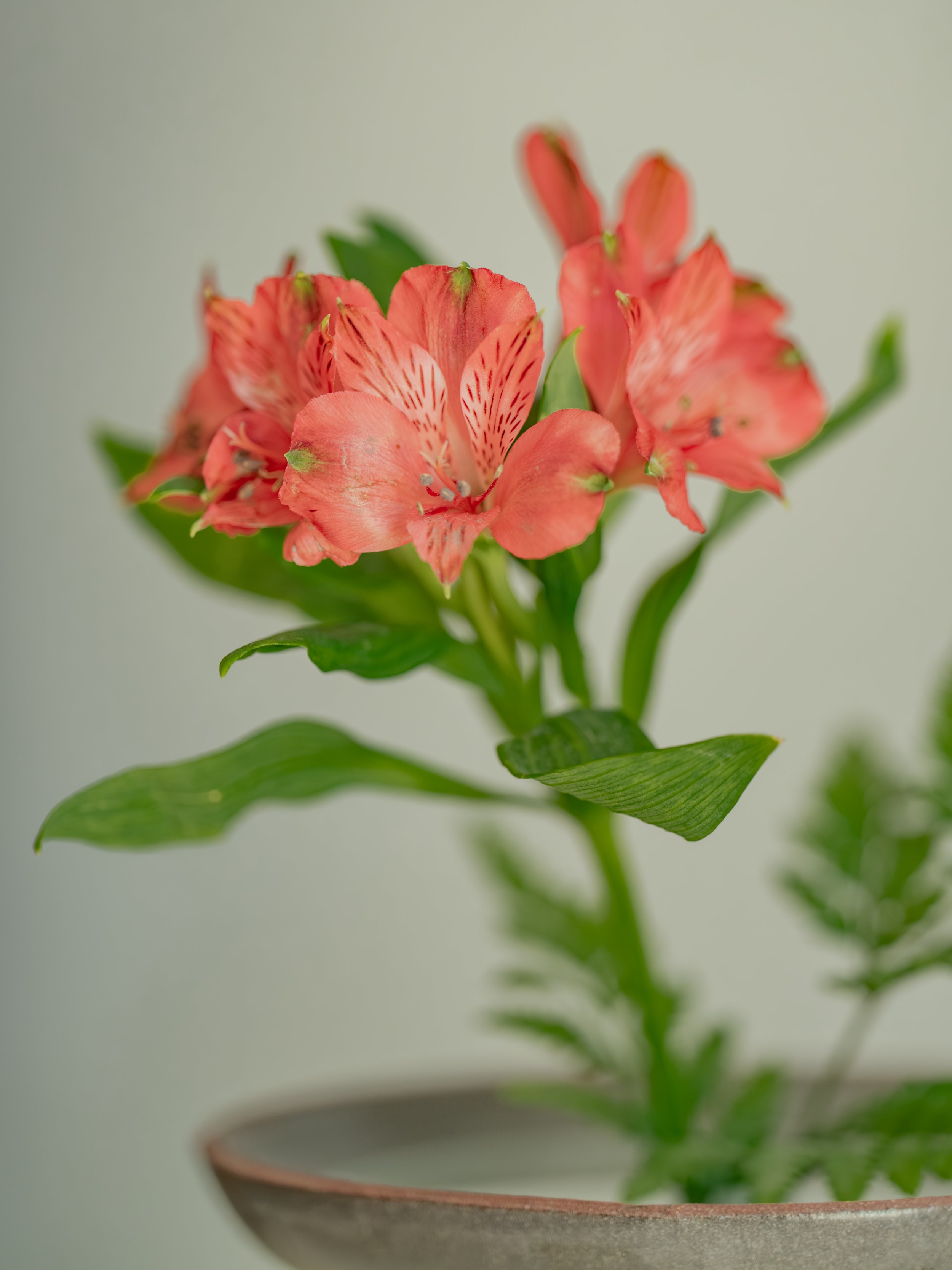 Santa Clara Silent Living Lisbon Interior Photography Architecture Flower