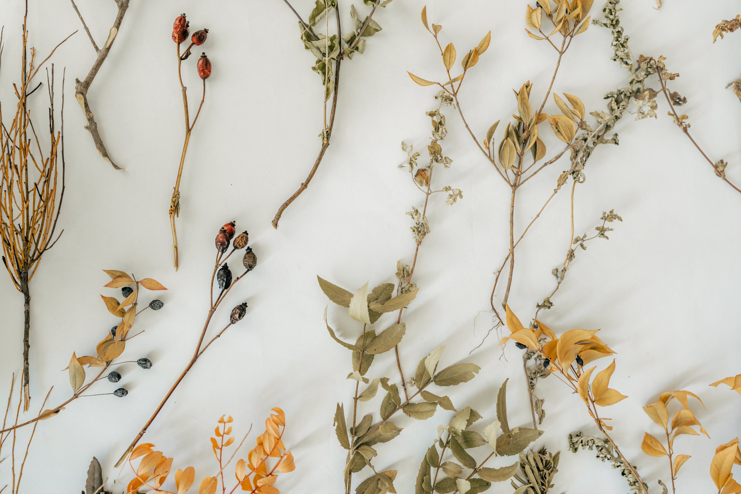 A flat lay of various dried botanical stems and leaves arranged on a white background.