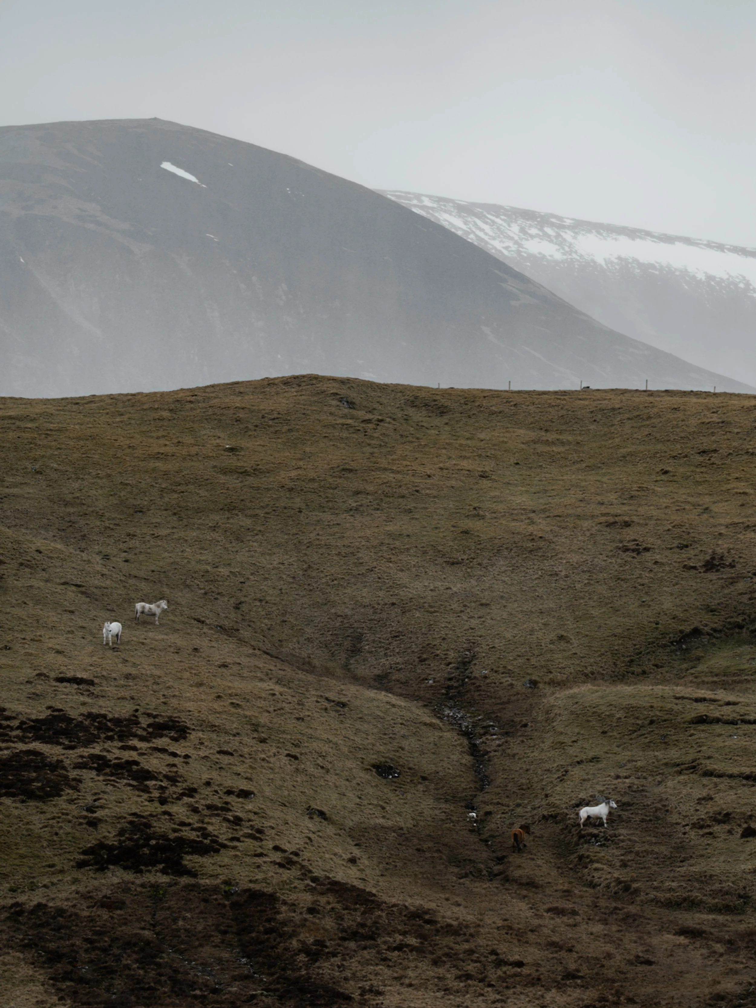 Wild horses on mountain in Scotland Highlands