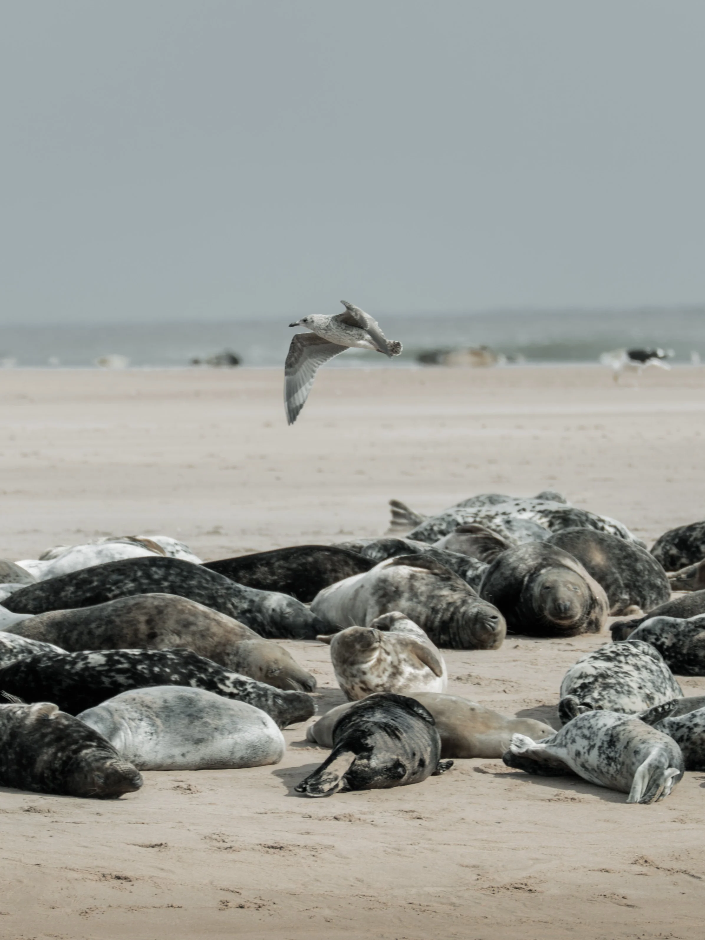 Bird flying over seals on beach Newburgh Seal Beach