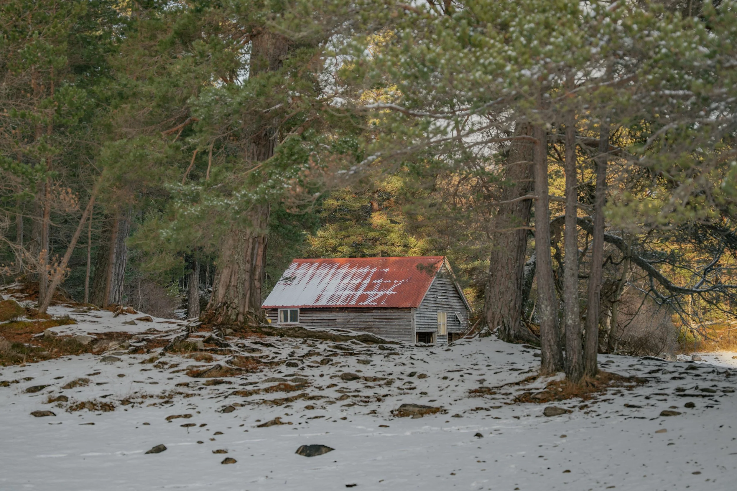 A small wooden cabin with a rusty metal roof sits amidst tall pine trees in a winter setting, with snow covering the ground.