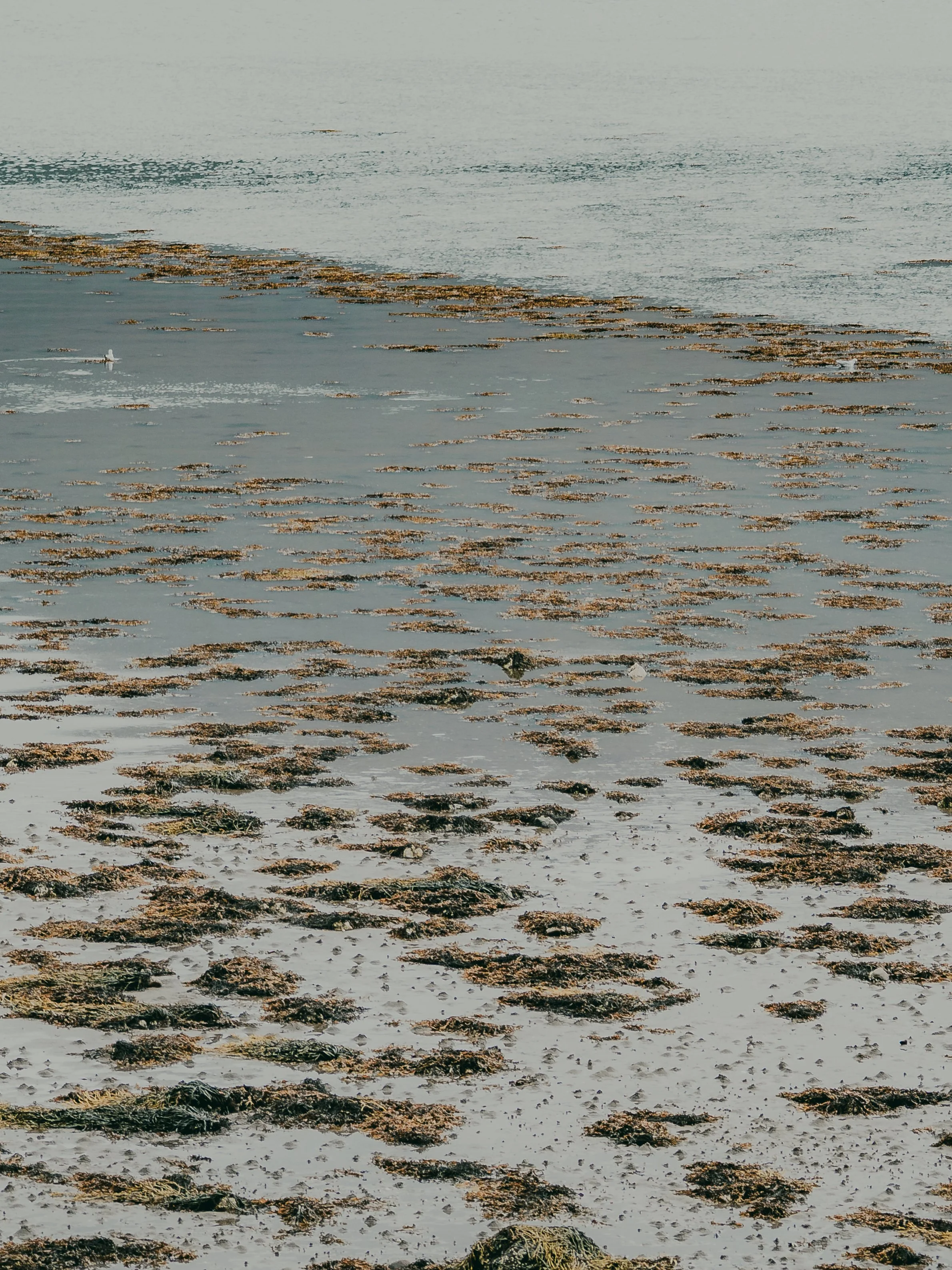 Beach scene with scattered seaweed and rocks on wet sand, calm water in background.