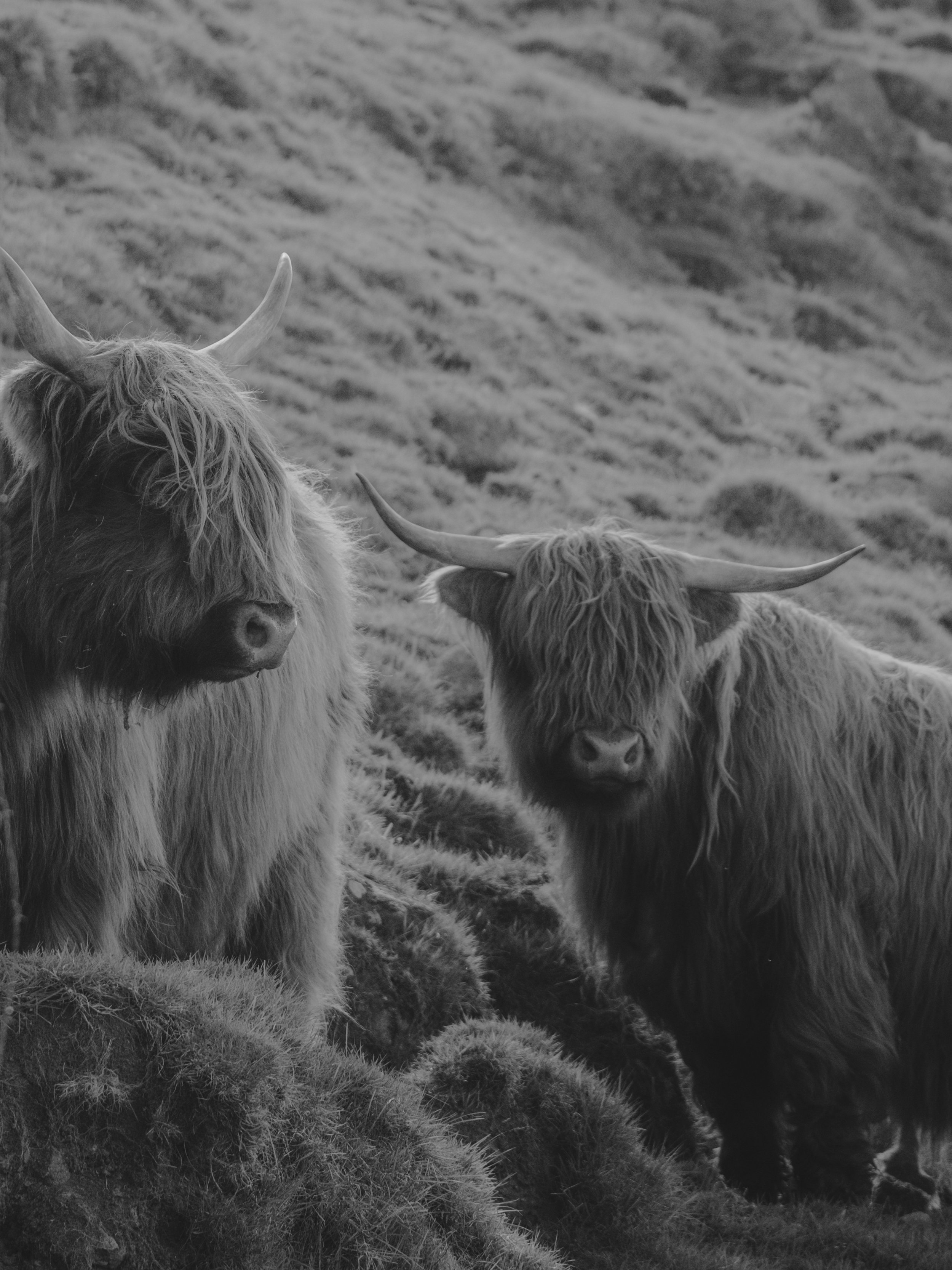Two highland cows in Faroe Islands in black and white