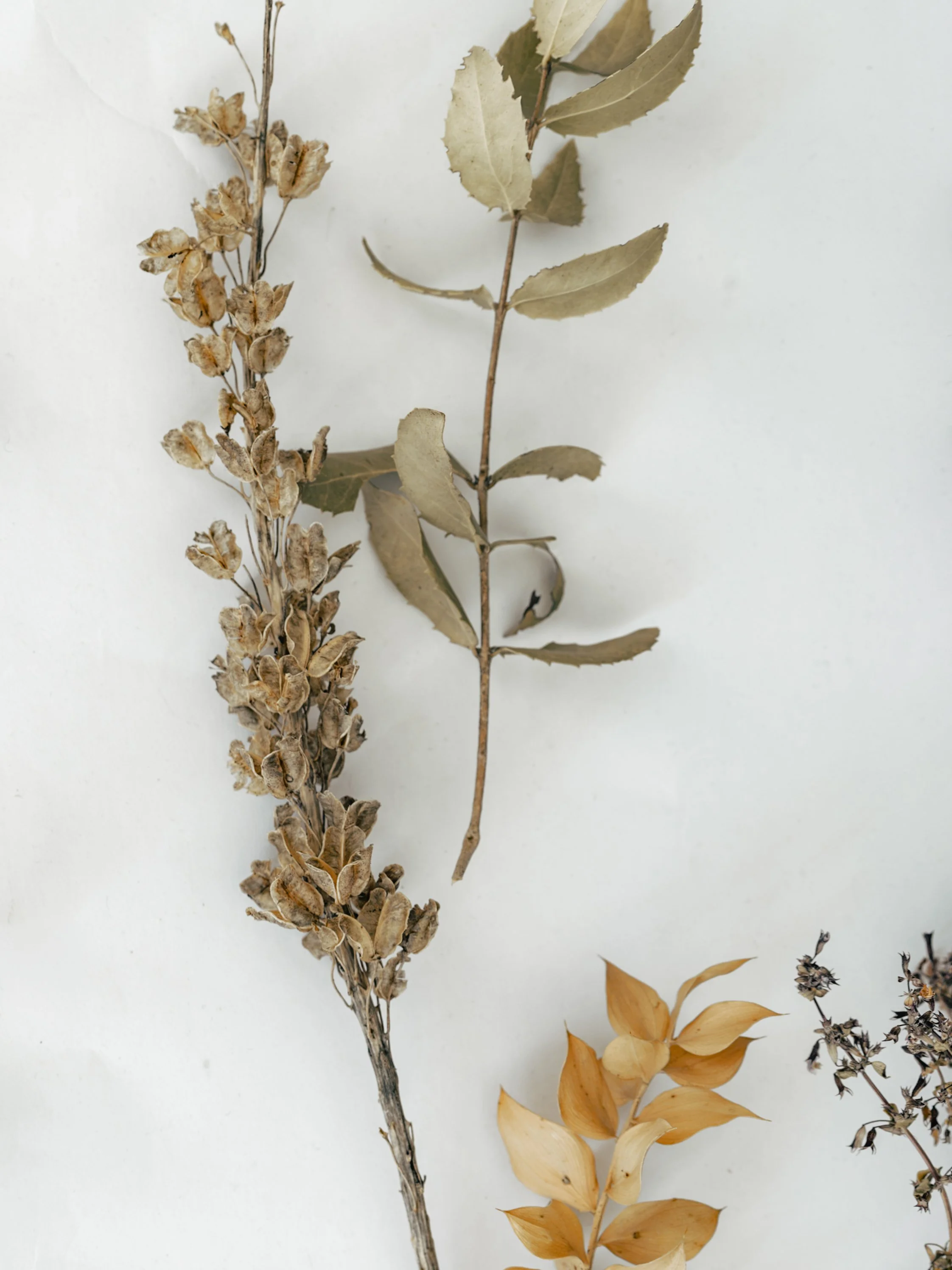 Arrangement of dried plants and leaves on a white background, including a branch with brown seed pods, a stem with grayish-green leaves, and a yellowish branch with curled leaves.
