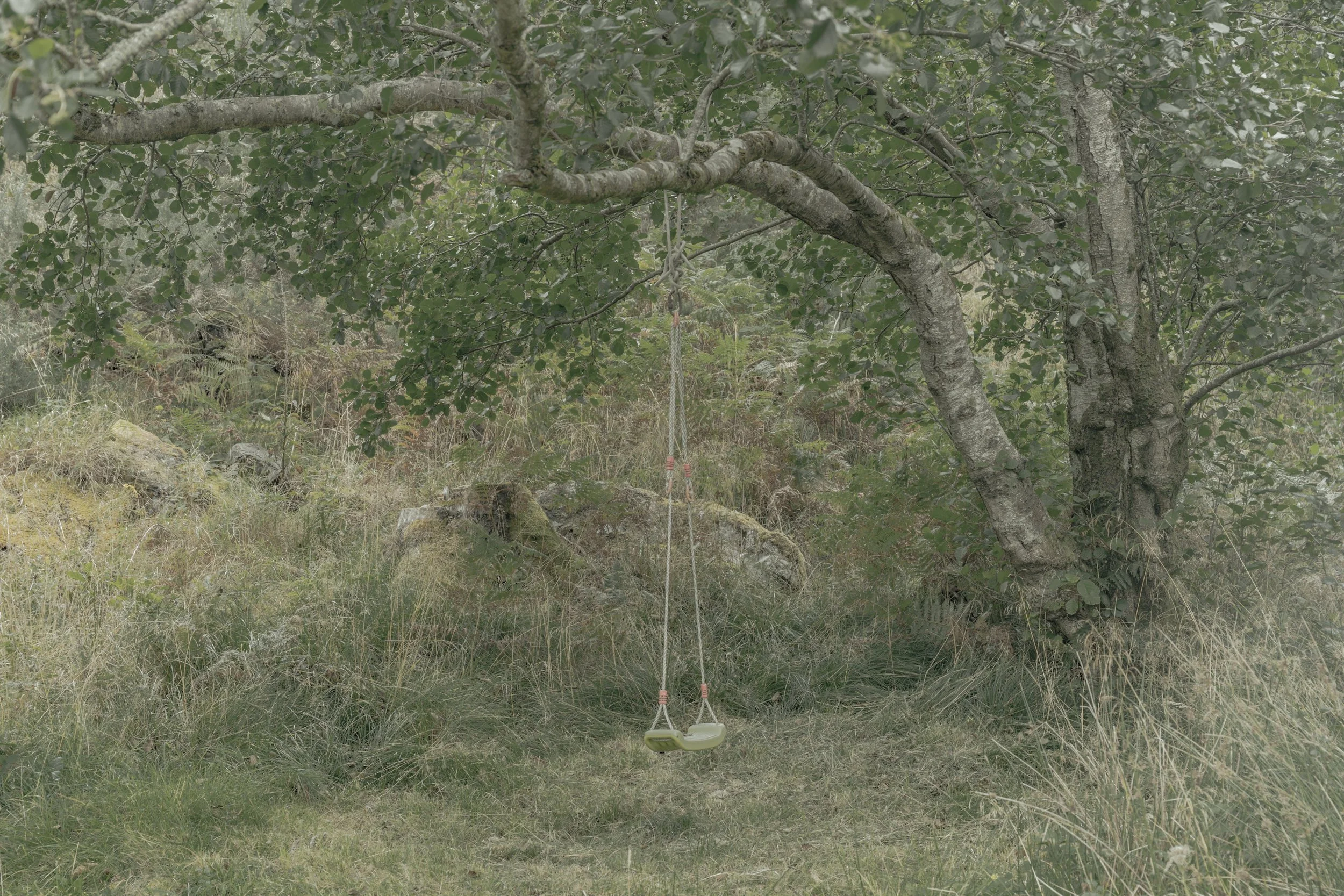 A tree with green leaves in a natural outdoor setting, with a swing hanging from a branch.
